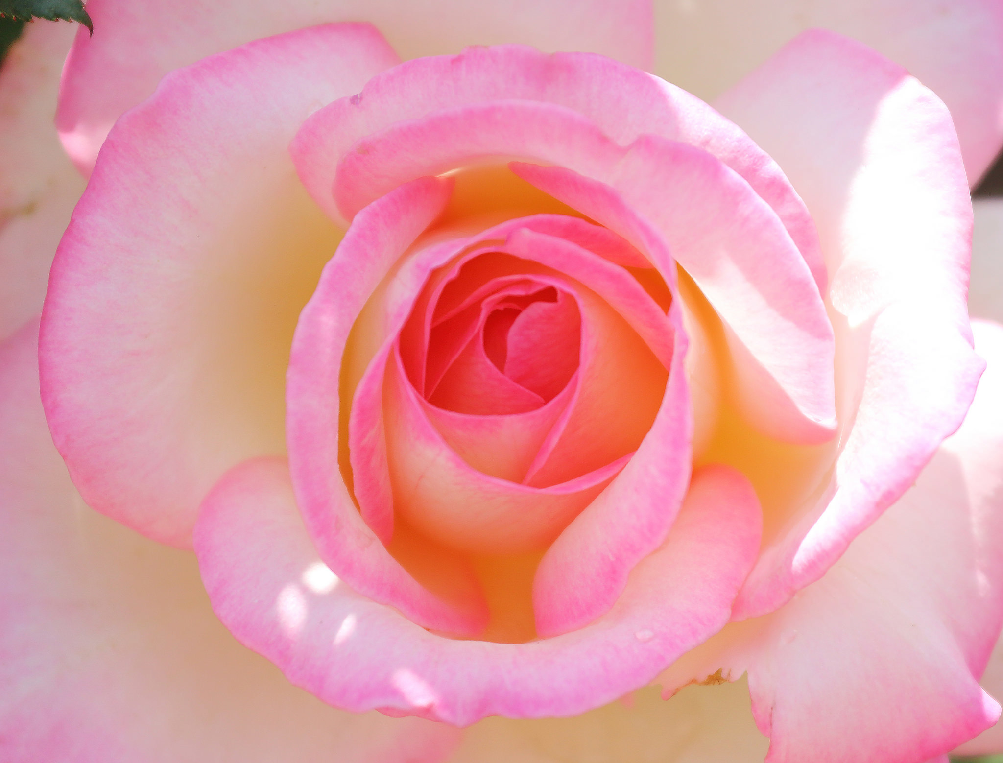 Descarga gratuita de fondo de pantalla para móvil de Flores, Rosa, Flor, Flor Rosa, Tierra/naturaleza, Macrofotografía.