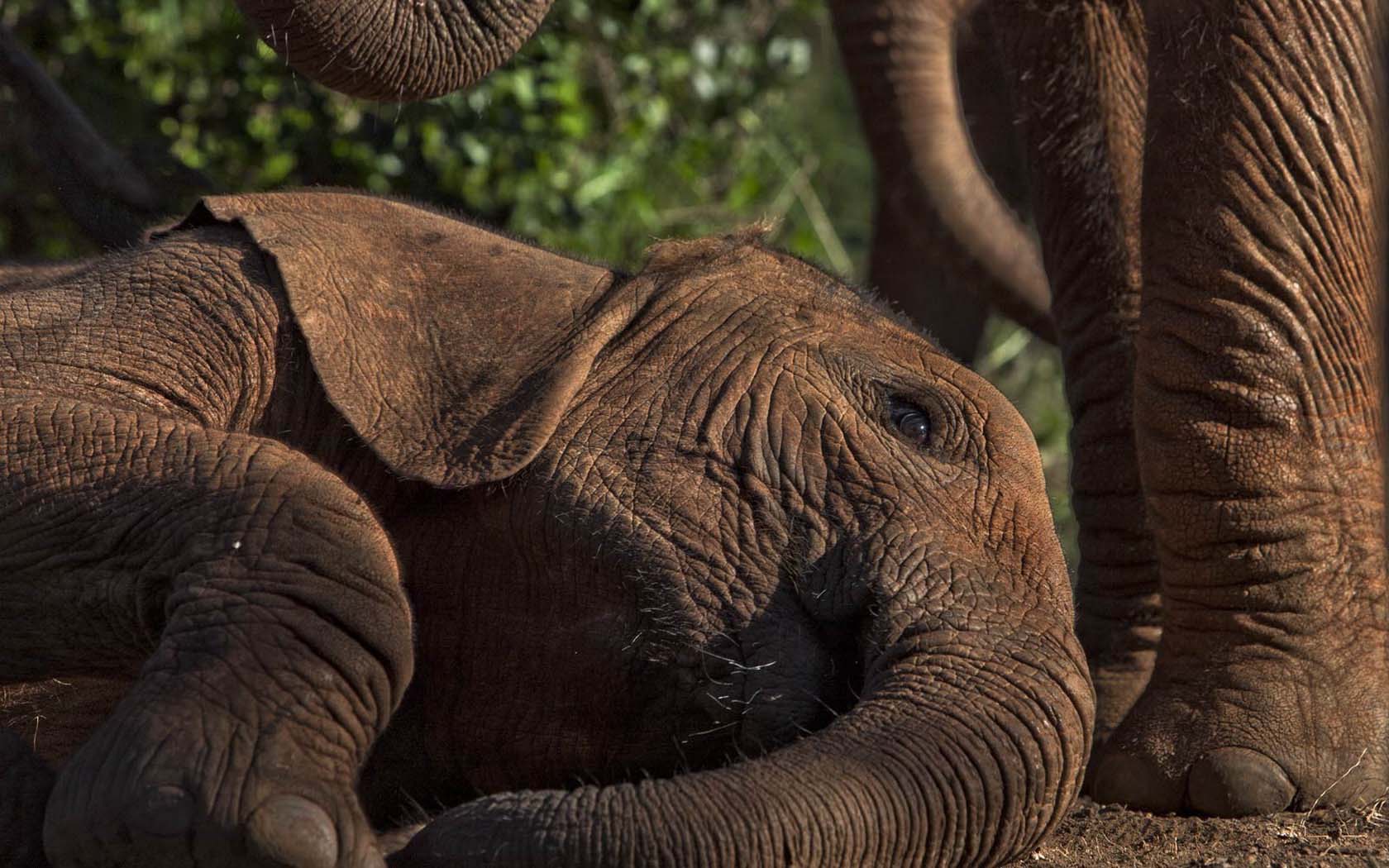 Laden Sie das Tiere, Elefanten, Asiatischer Elefant-Bild kostenlos auf Ihren PC-Desktop herunter