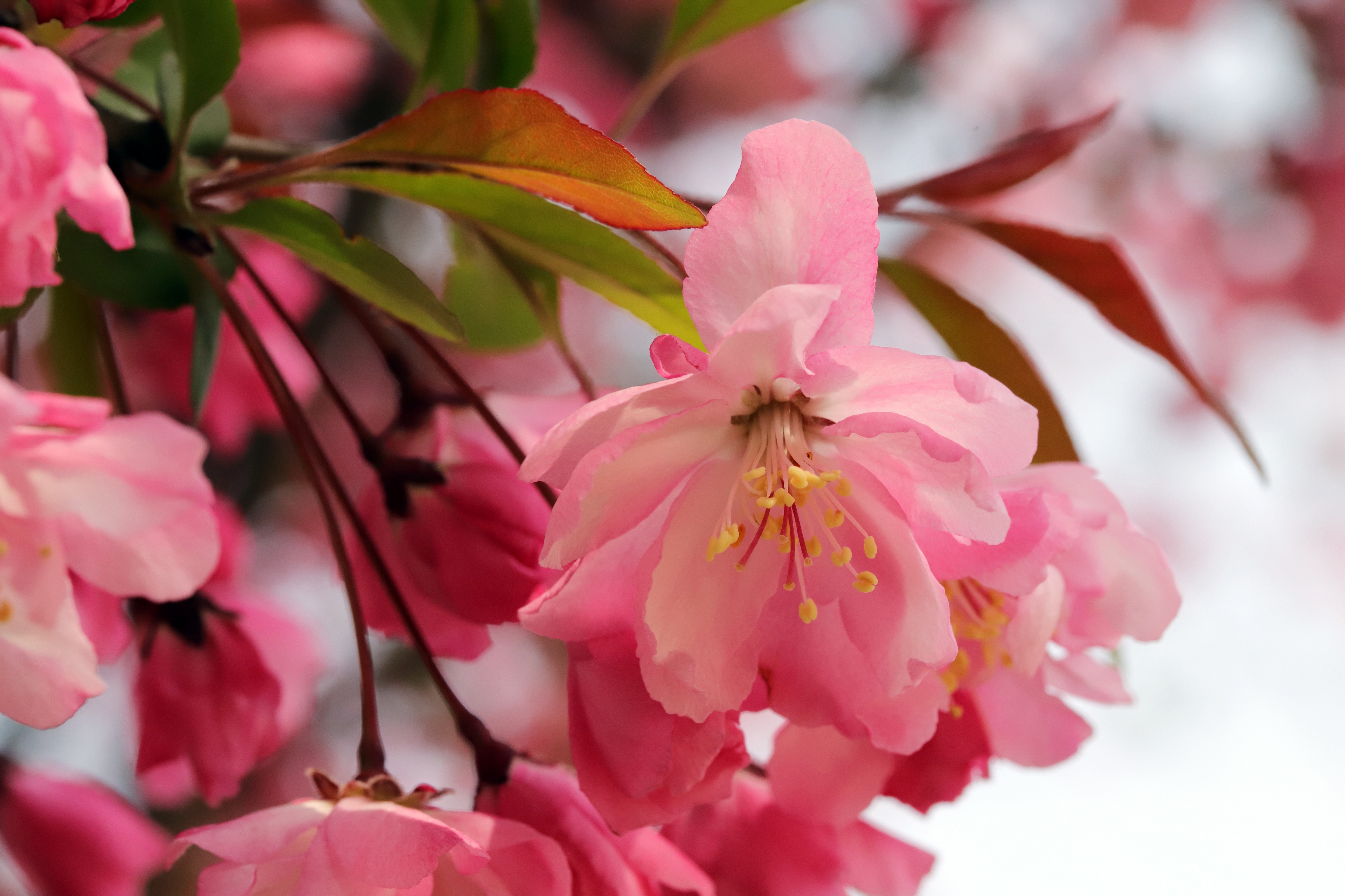 Download mobile wallpaper Earth, Spring, Blossom, Apple Blossom for free.