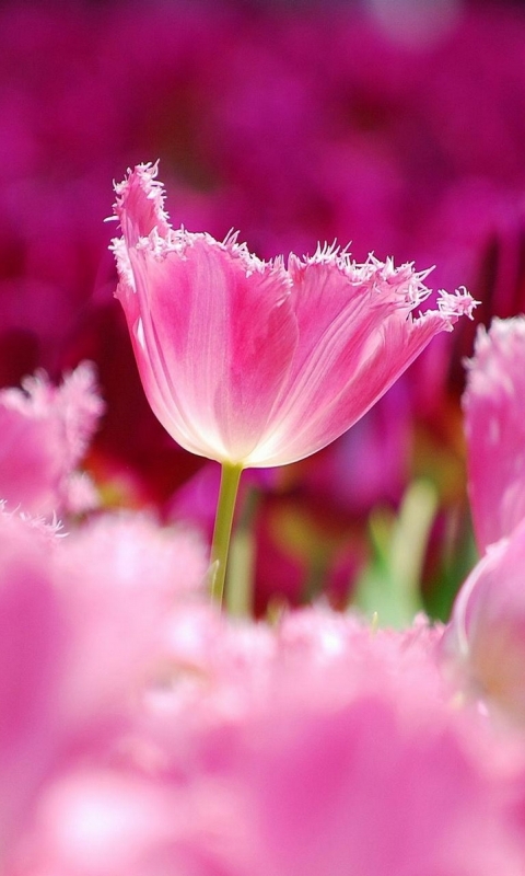 Download mobile wallpaper Flowers, Earth, Tulip for free.