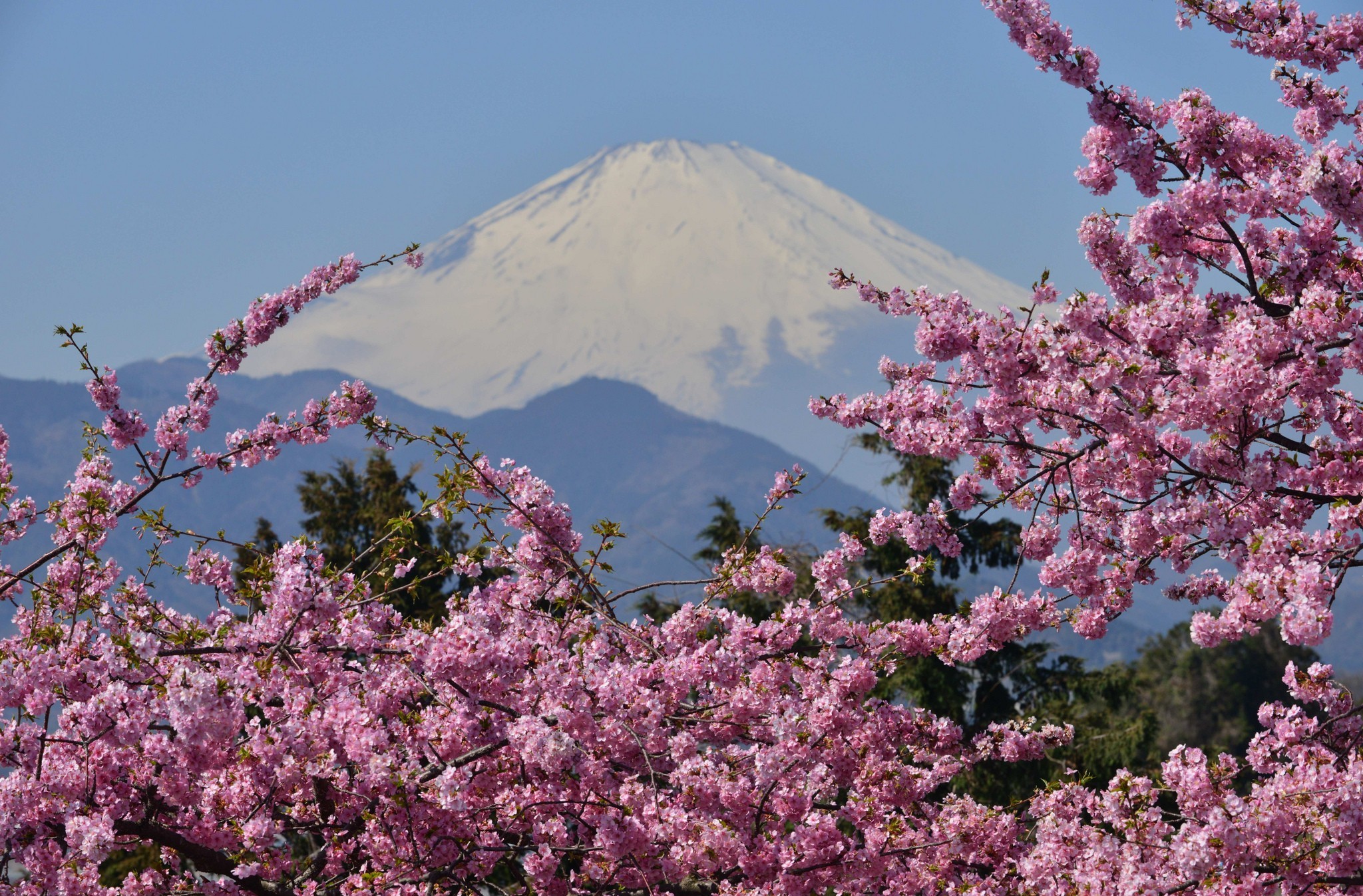 Download mobile wallpaper Mount Fuji, Japan, Volcanoes, Sakura, Spring, Earth for free.