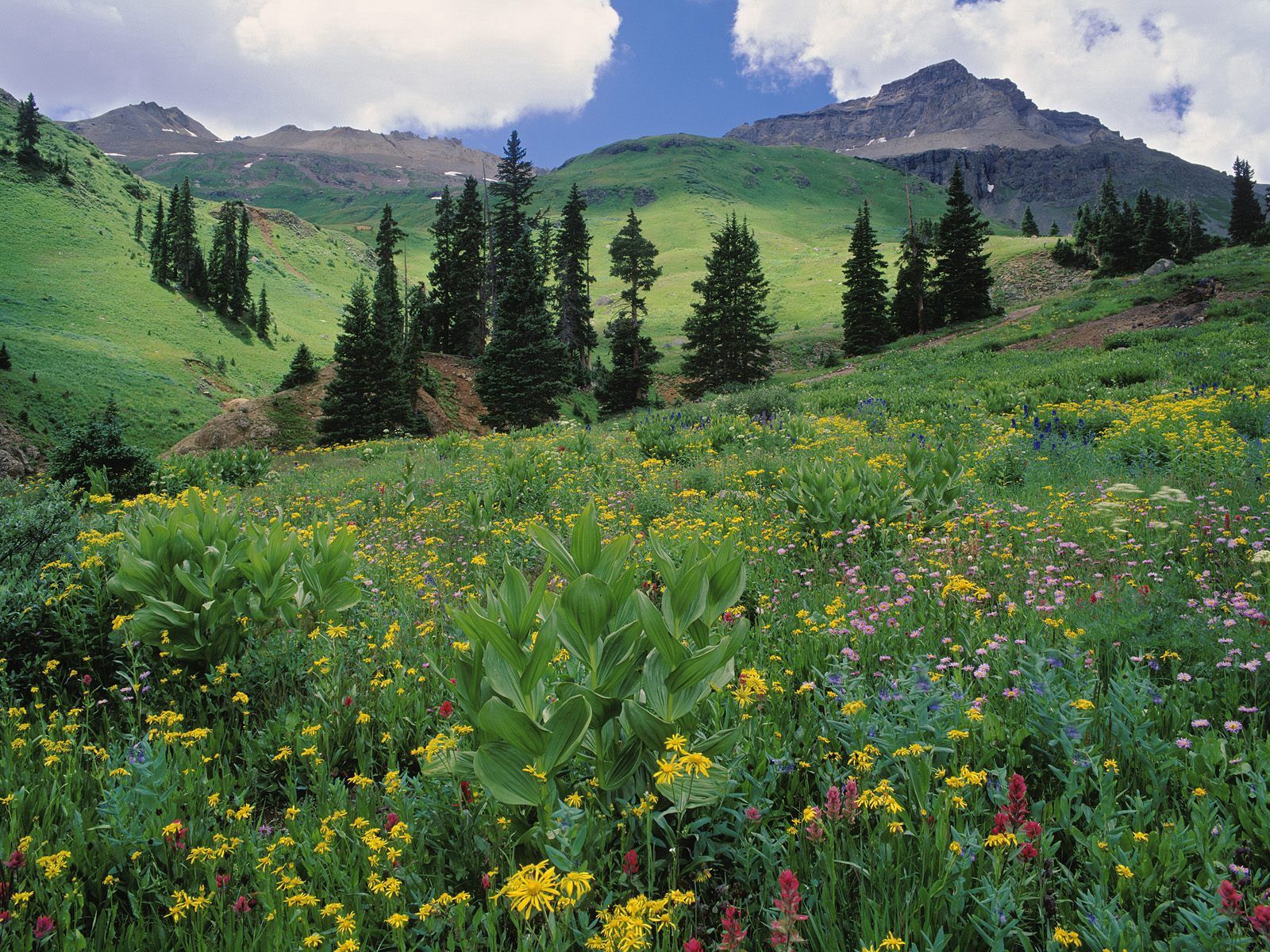 Скачать картинку Луг, Склоны, Колорадо, Деревья, Трава, Природа, Зелень, Цветы в телефон бесплатно.