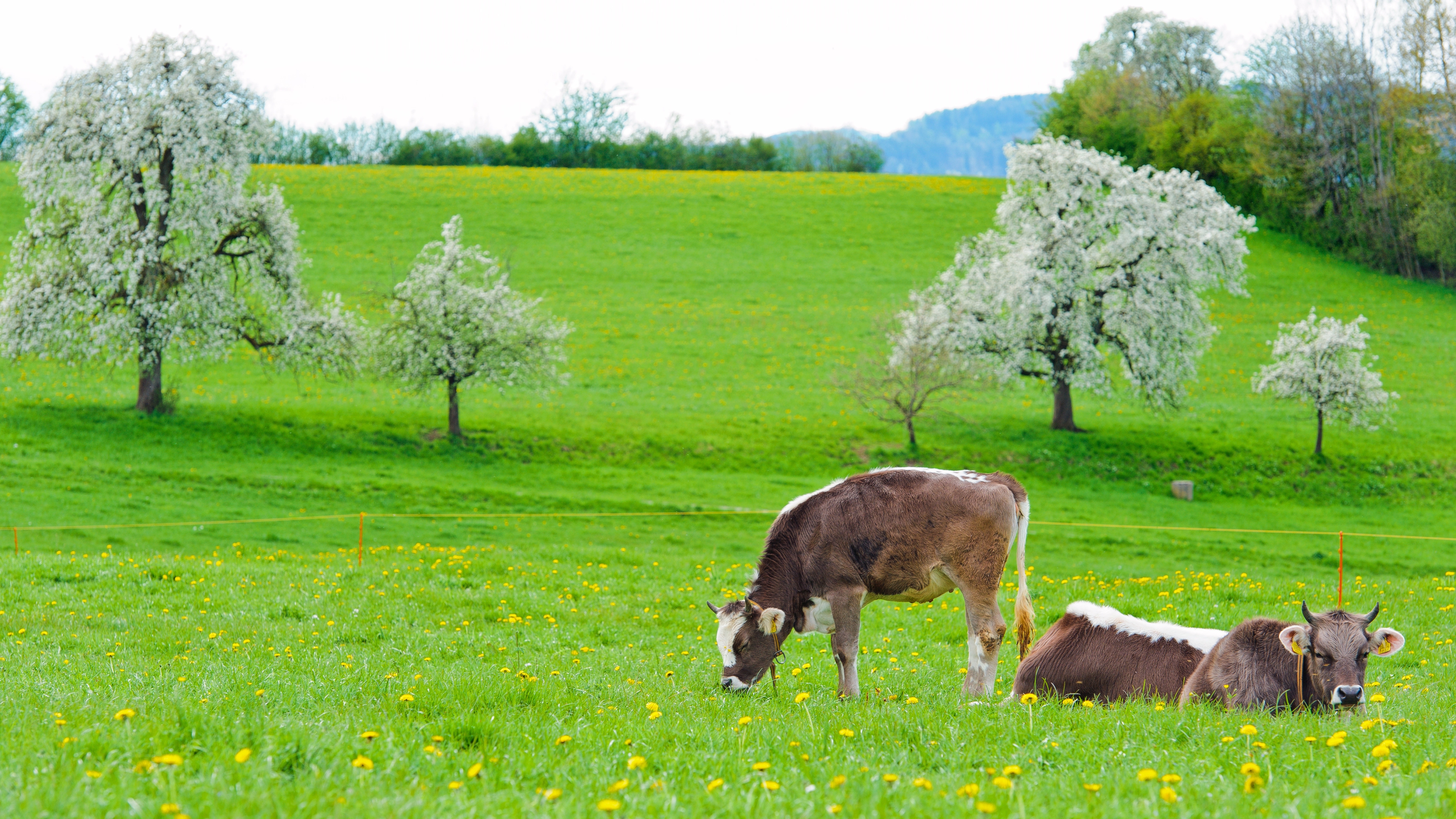 95200 скачать картинку весна, коровы, животные, еда, трава, лежать - обои и заставки бесплатно