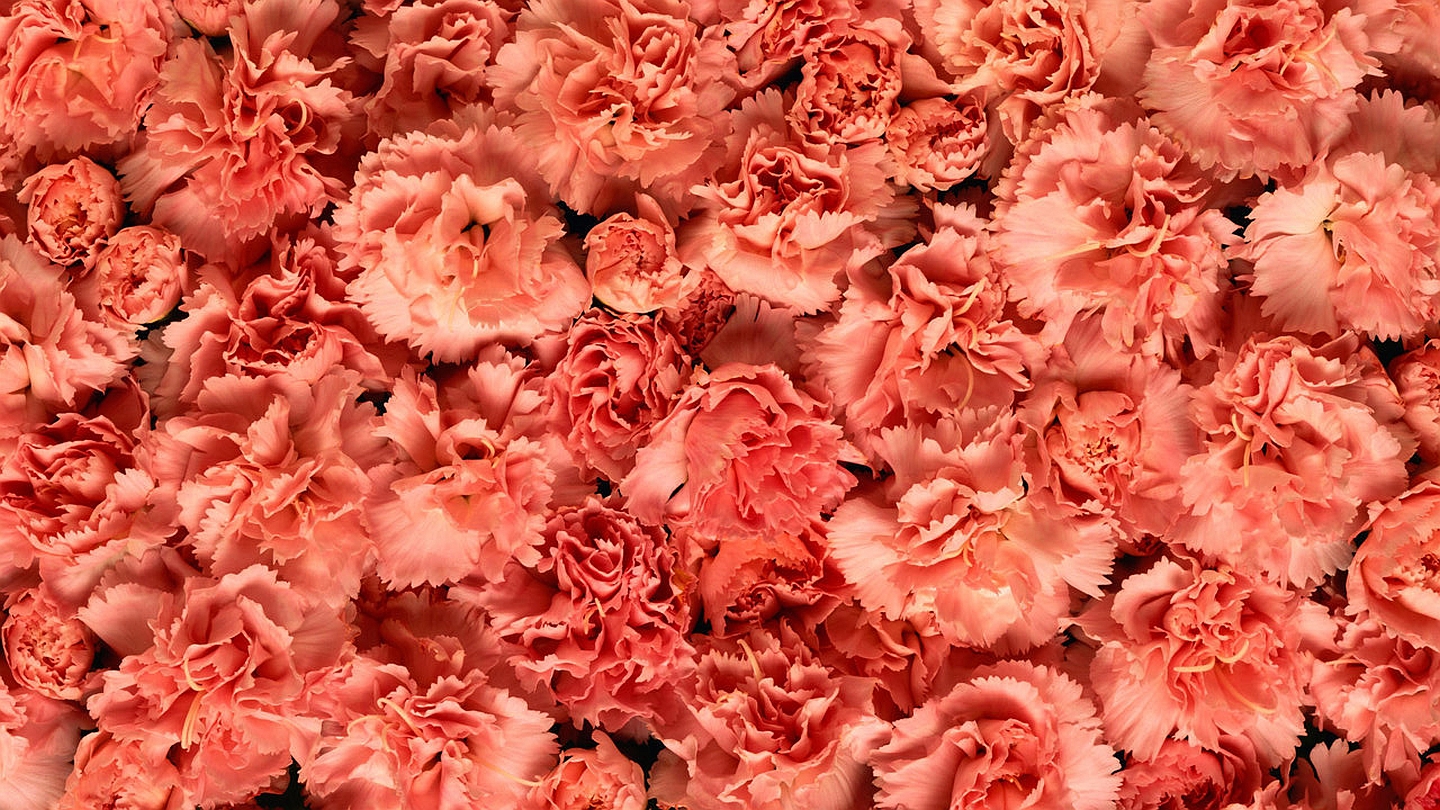 Free download wallpaper Carnation, Flowers, Flower, Earth on your PC desktop