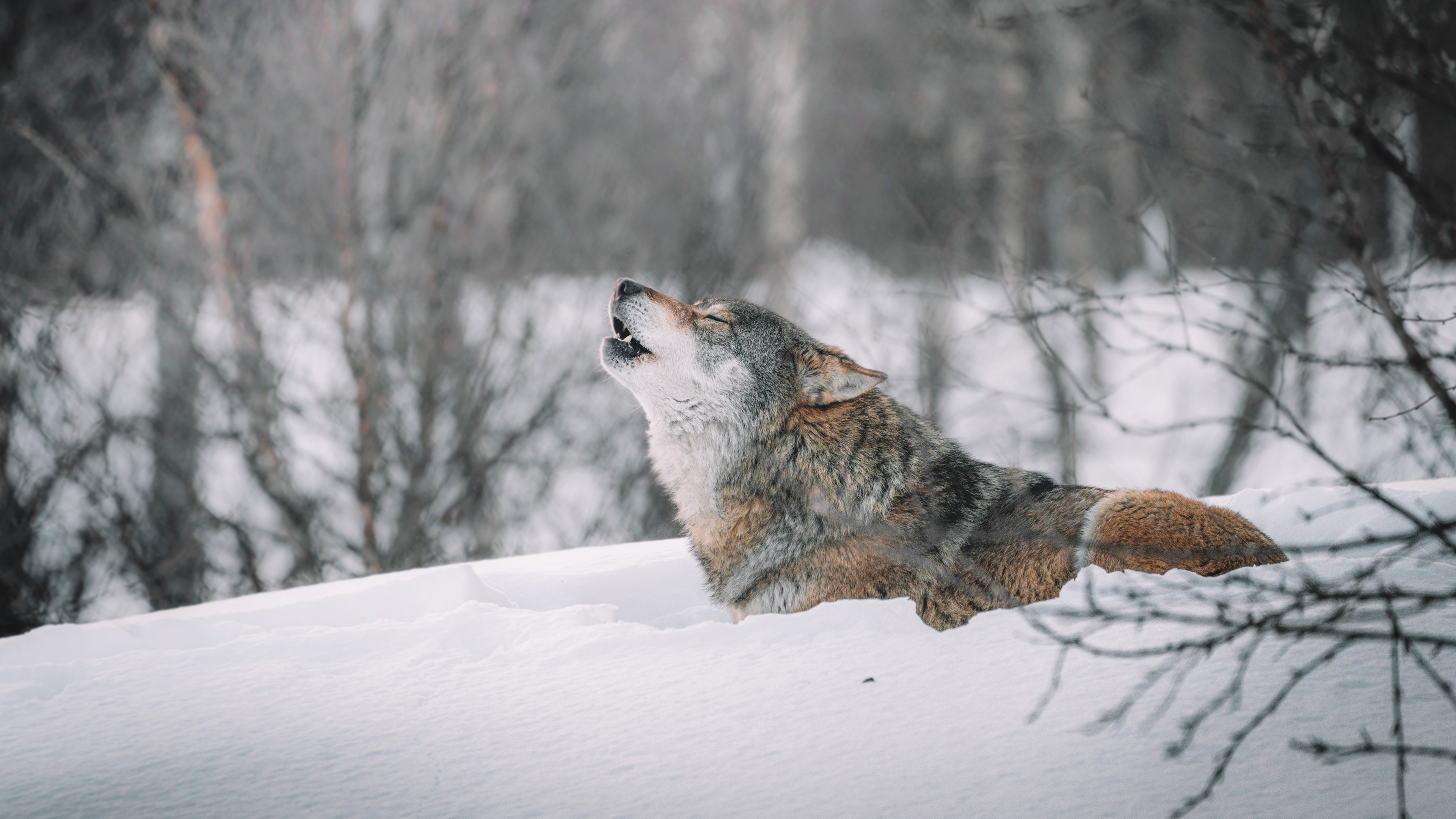 animal, wolf, howling, snow, winter, wolves