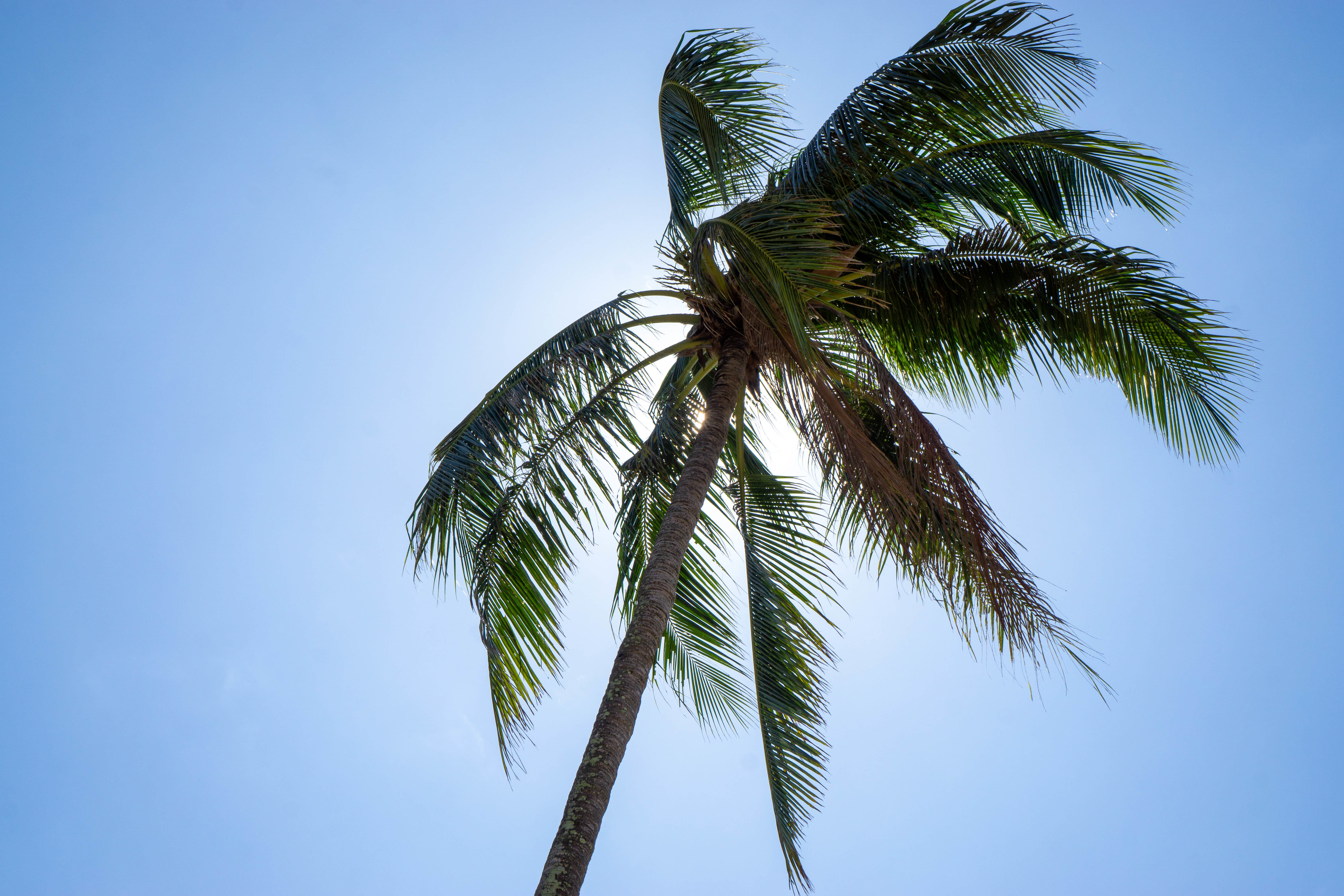 Download mobile wallpaper Wood, Tree, Sky, Palm, Nature, Summer, Tropics for free.