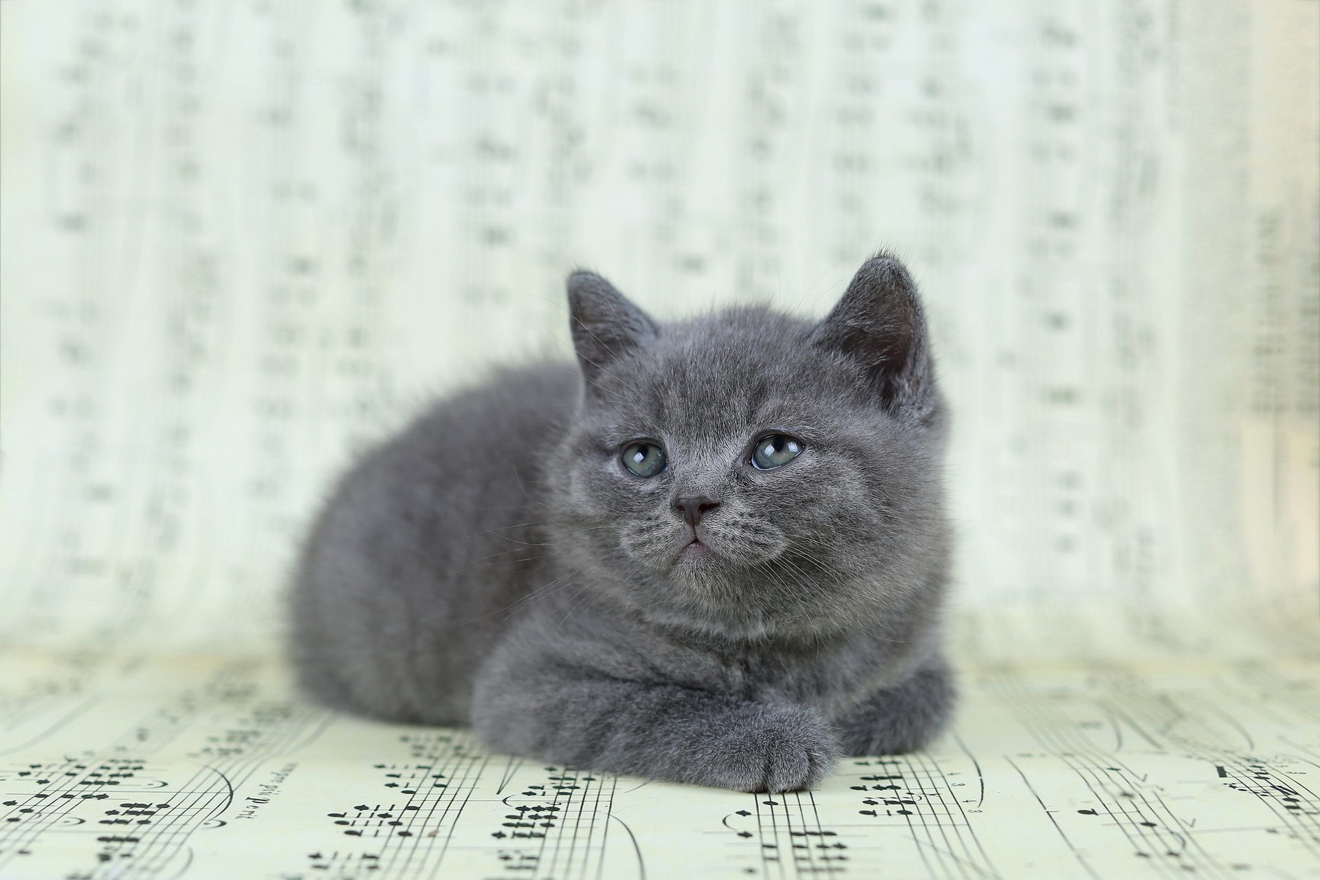 Baixe gratuitamente a imagem Animais, Gatos, Gato, Gatinho, Animal Bebê na área de trabalho do seu PC