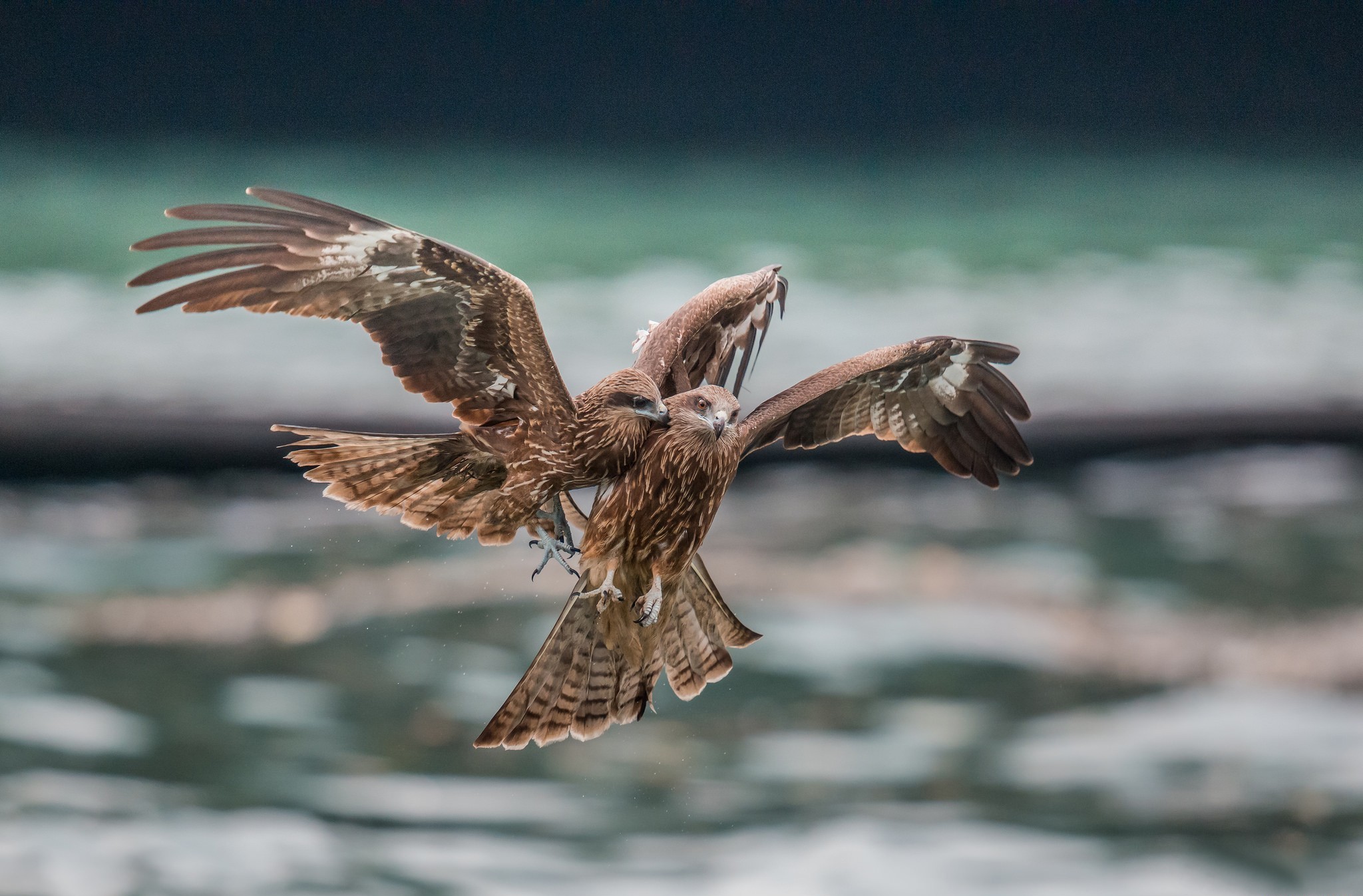 Free download wallpaper Birds, Flight, Falcon, Animal on your PC desktop