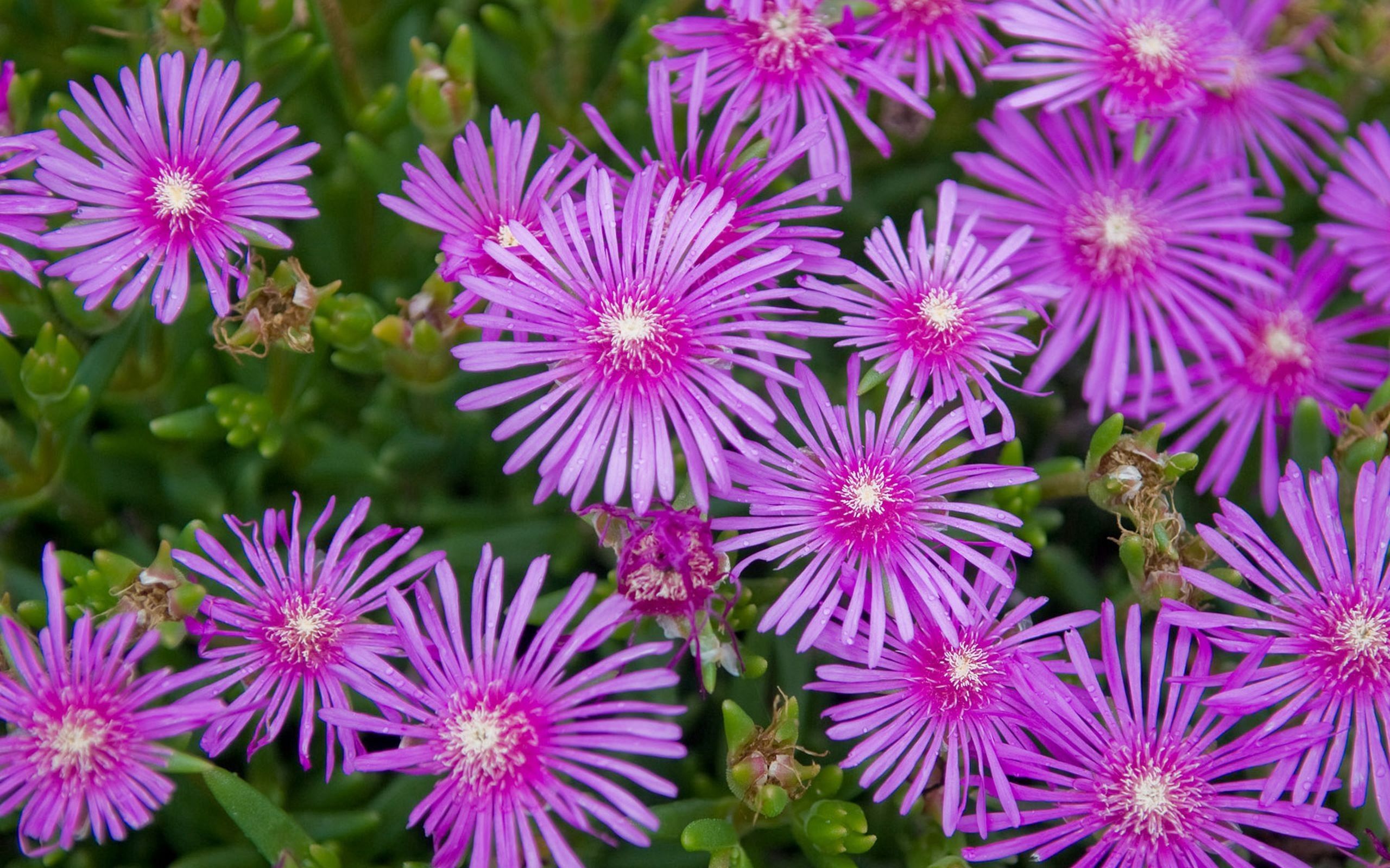 Laden Sie das Pflanze, Blütenblätter, Lila, Blumen-Bild kostenlos auf Ihren PC-Desktop herunter
