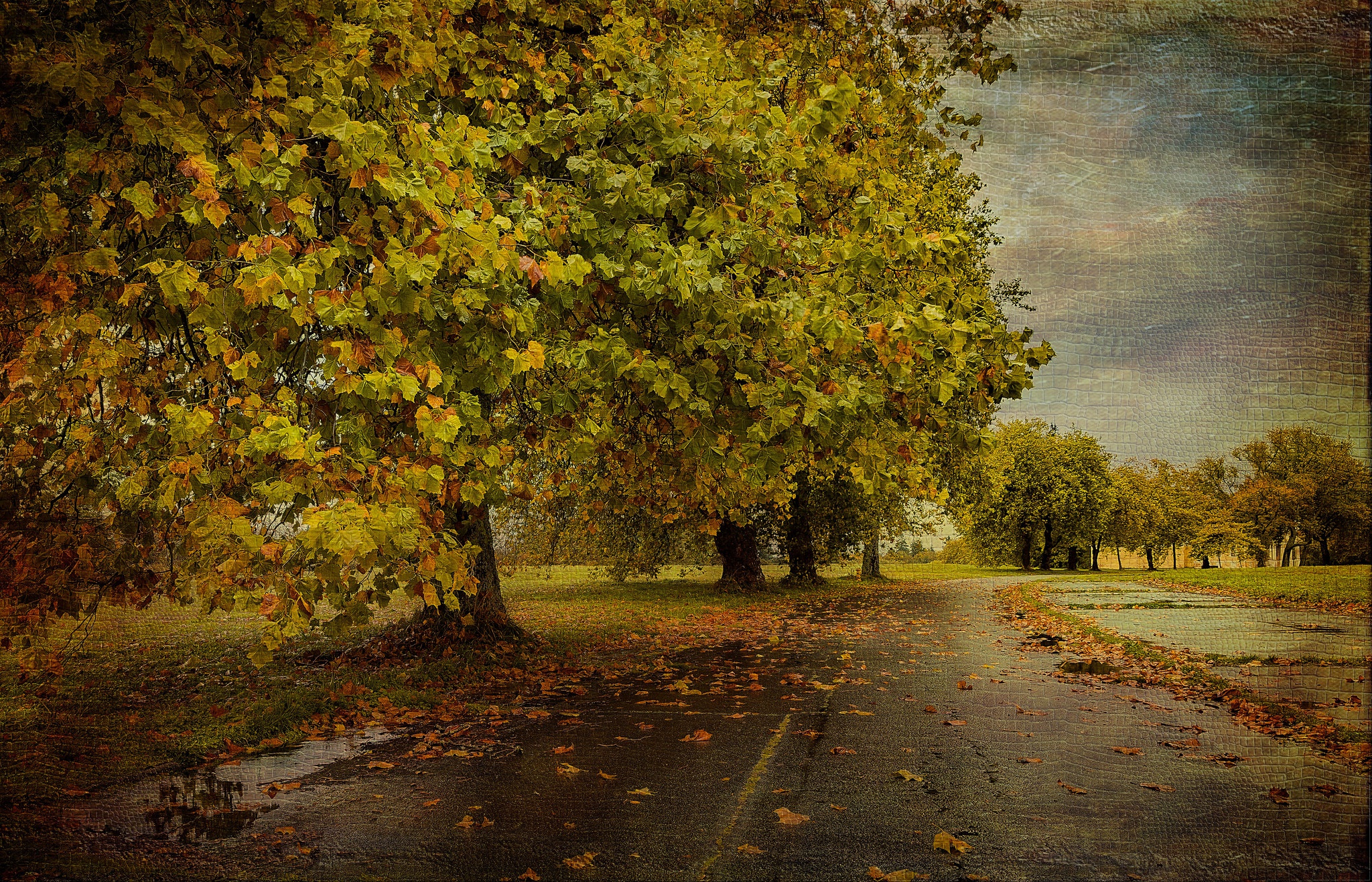 Free download wallpaper Nature, Road, Tree, Man Made on your PC desktop