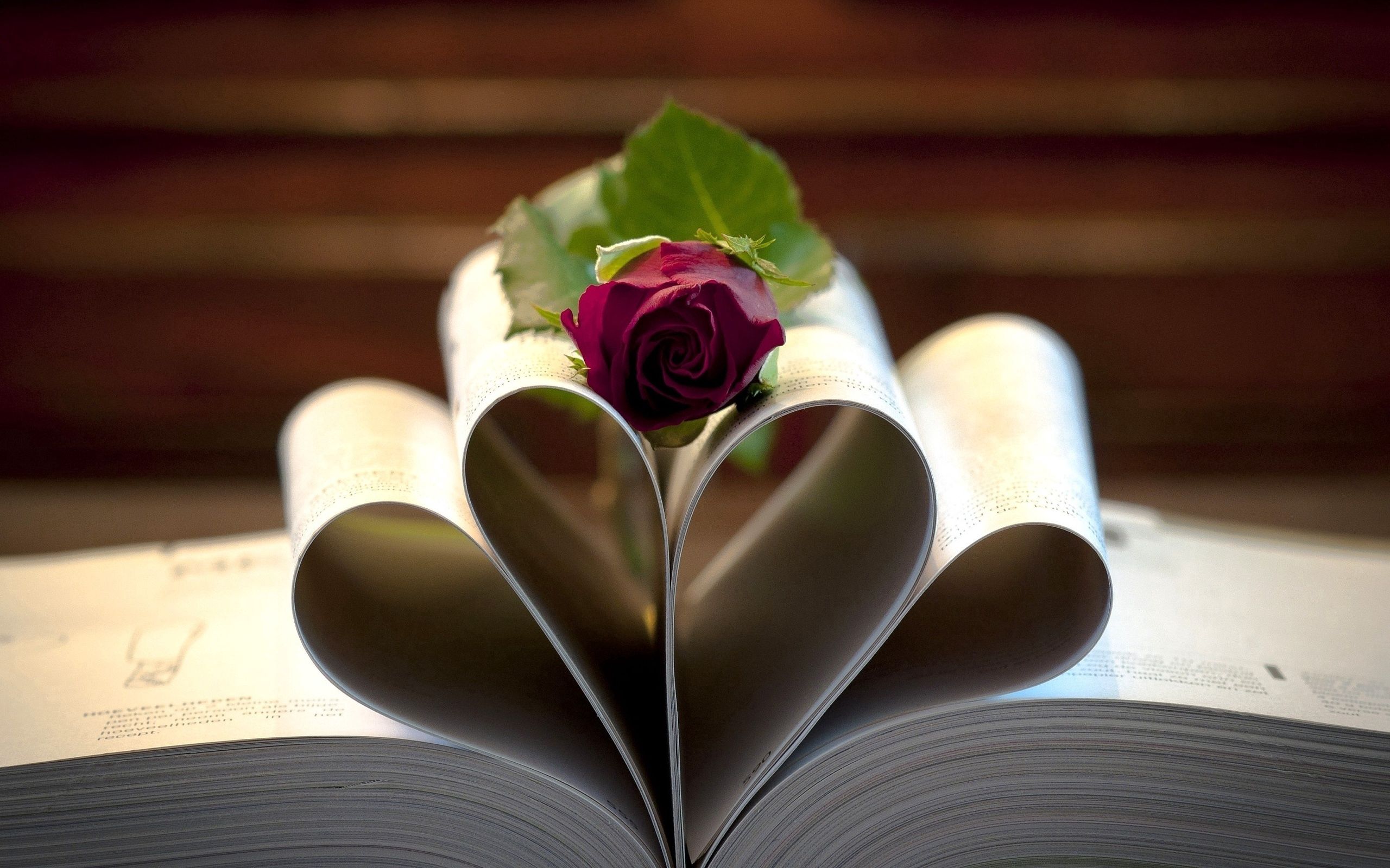 love, rose flower, macro, rose, pages, page HD wallpaper