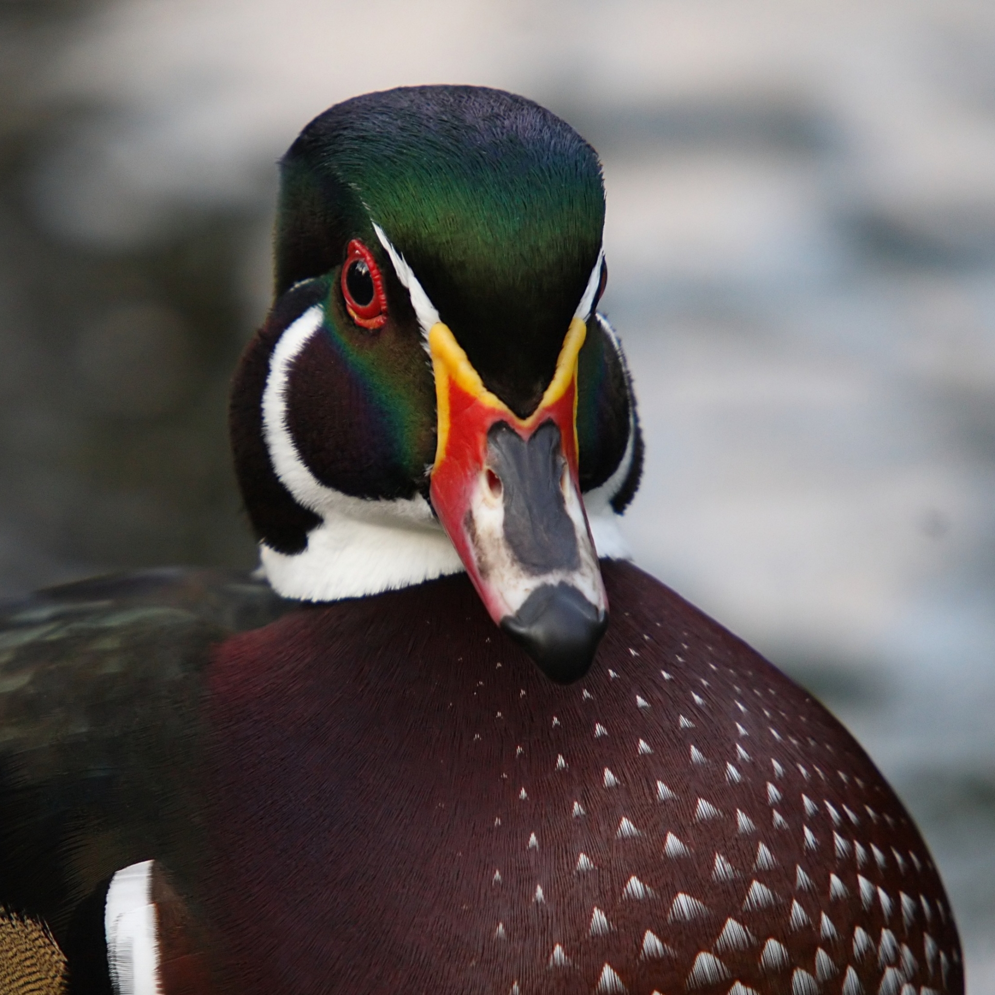 Download mobile wallpaper Birds, Animal, Wood Duck for free.