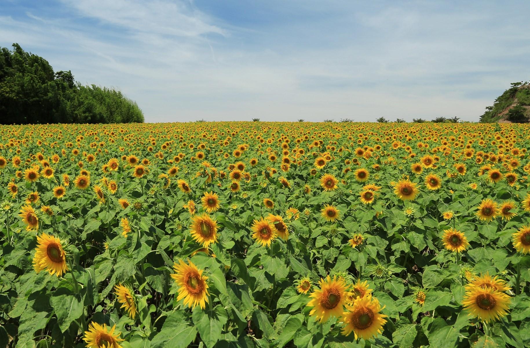 Free download wallpaper Sky, Summer, Lot, Flowers, Trees, Field, Sunflowers on your PC desktop