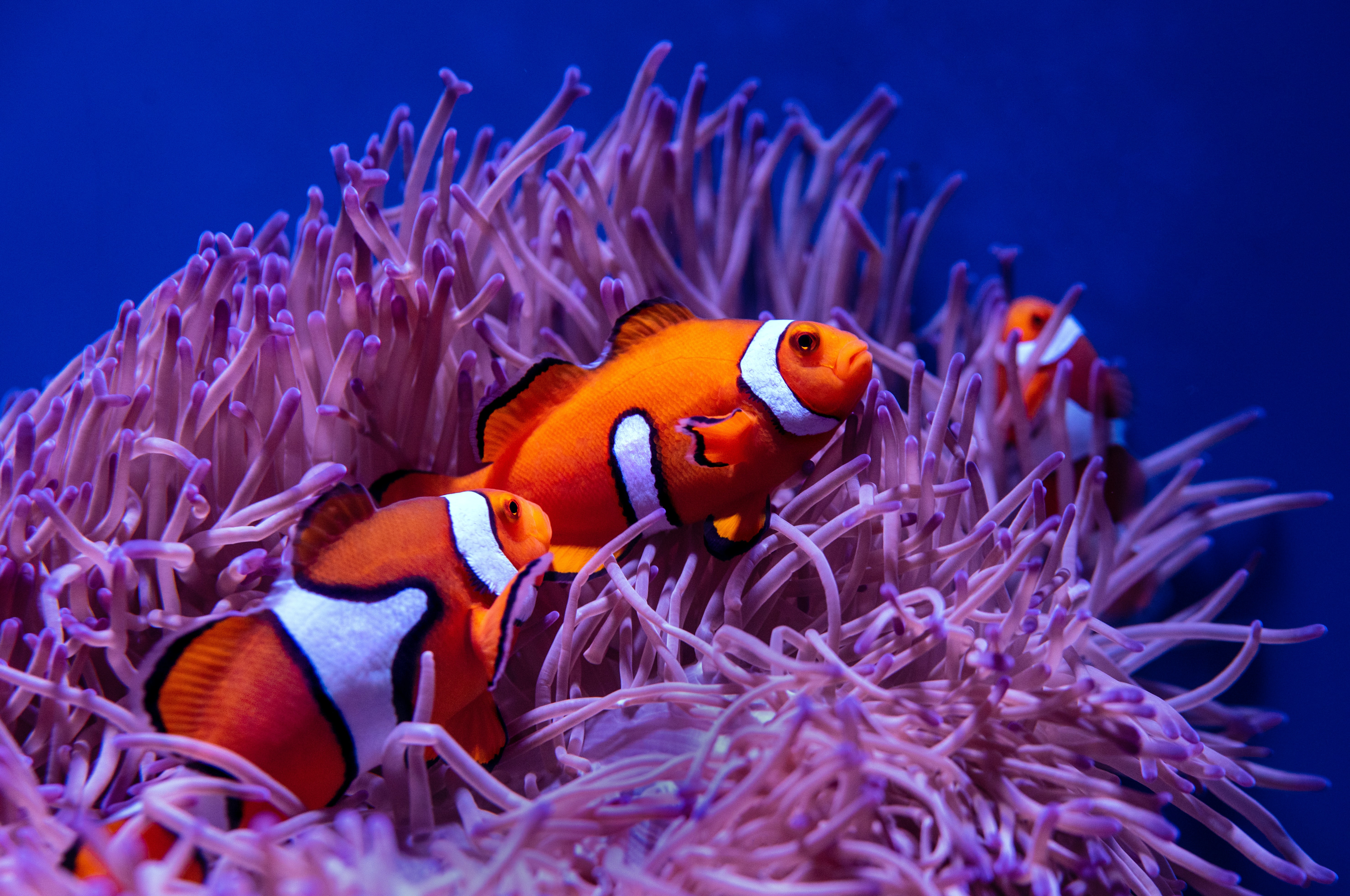 clown fish, coral, animals, water, fish, fish clown, reef
