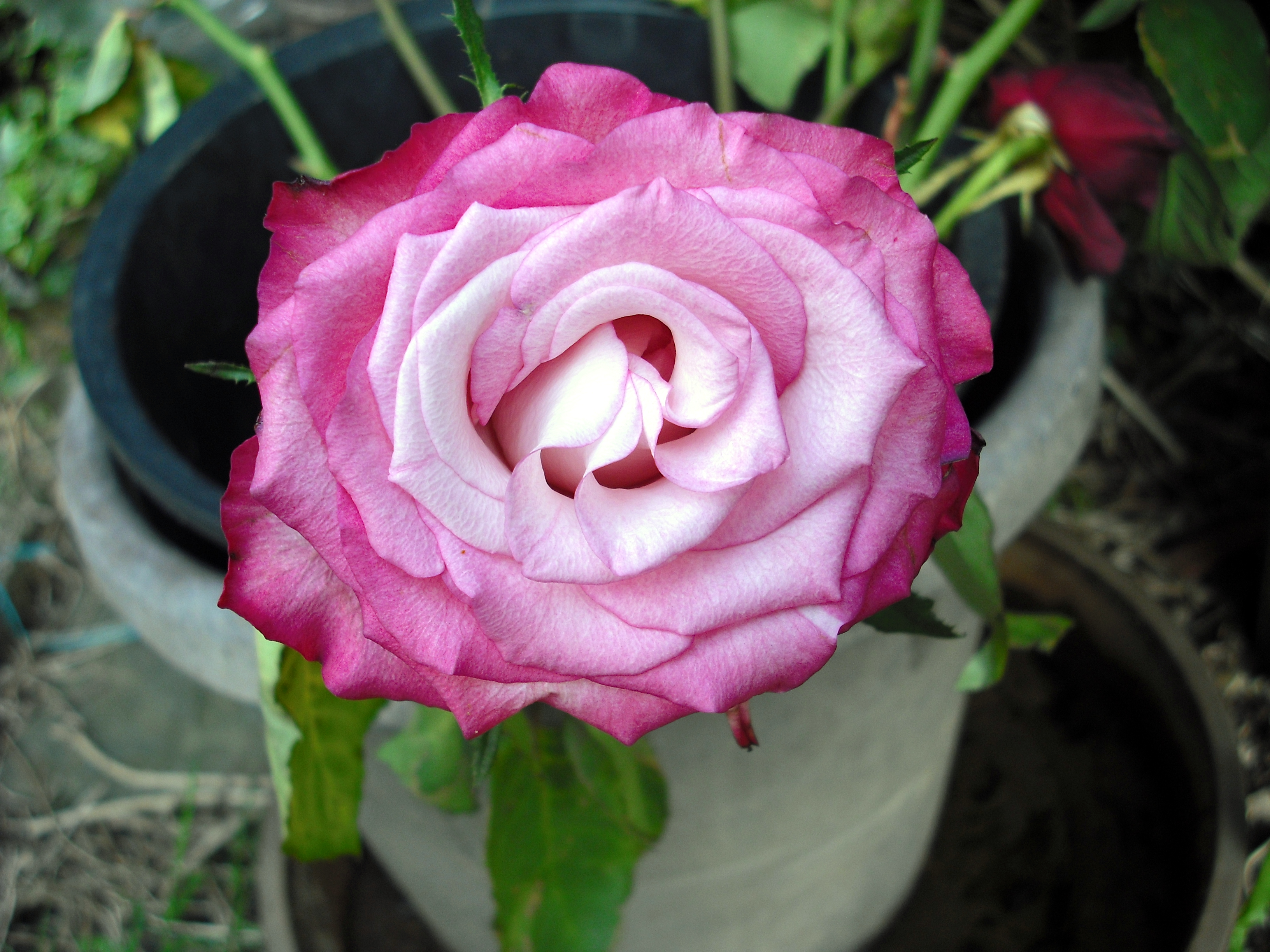 Téléchargez gratuitement l'image Fleurs, Rose, Terre/nature sur le bureau de votre PC