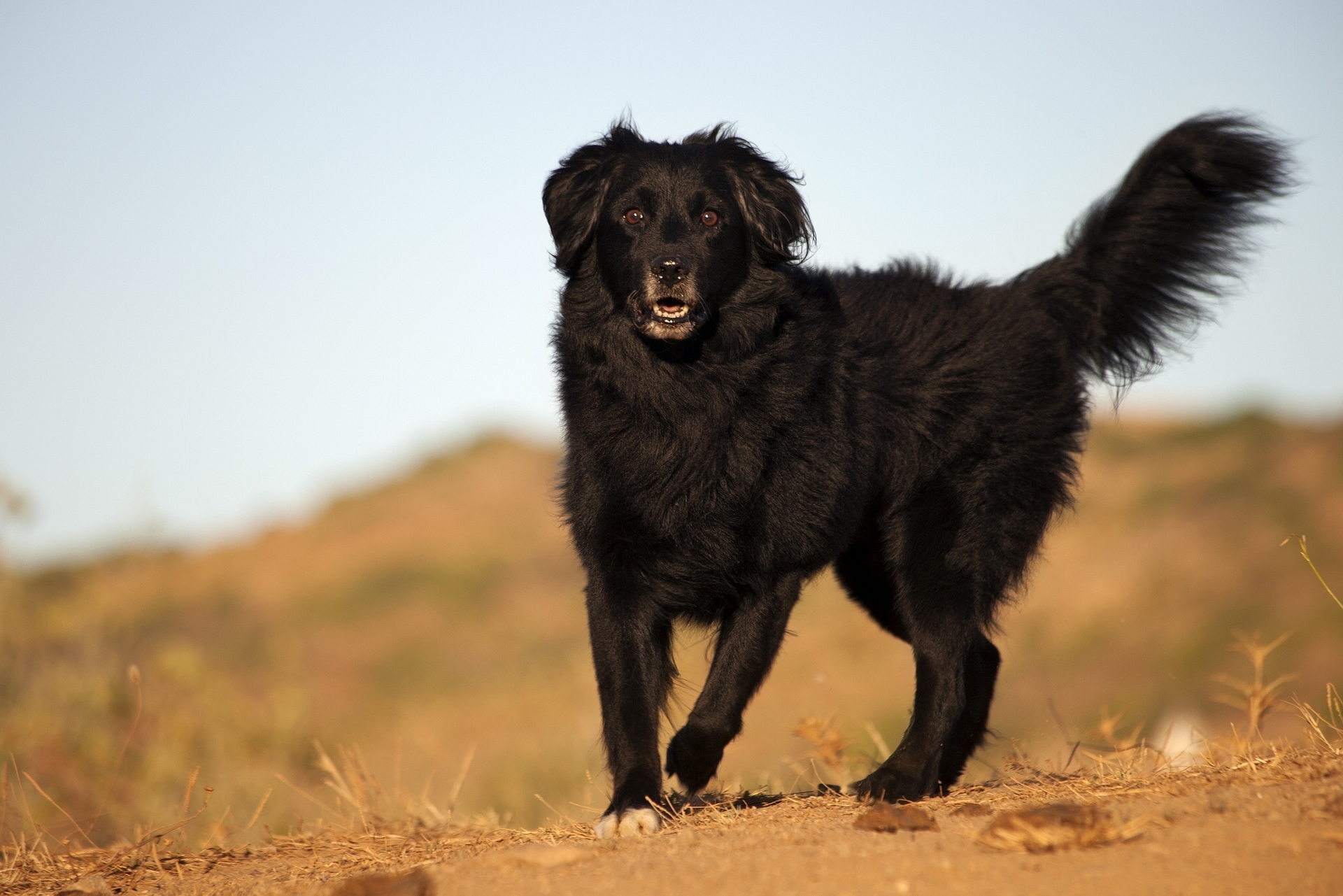 Téléchargez des papiers peints mobile Animaux, Chiens, Chien gratuitement.