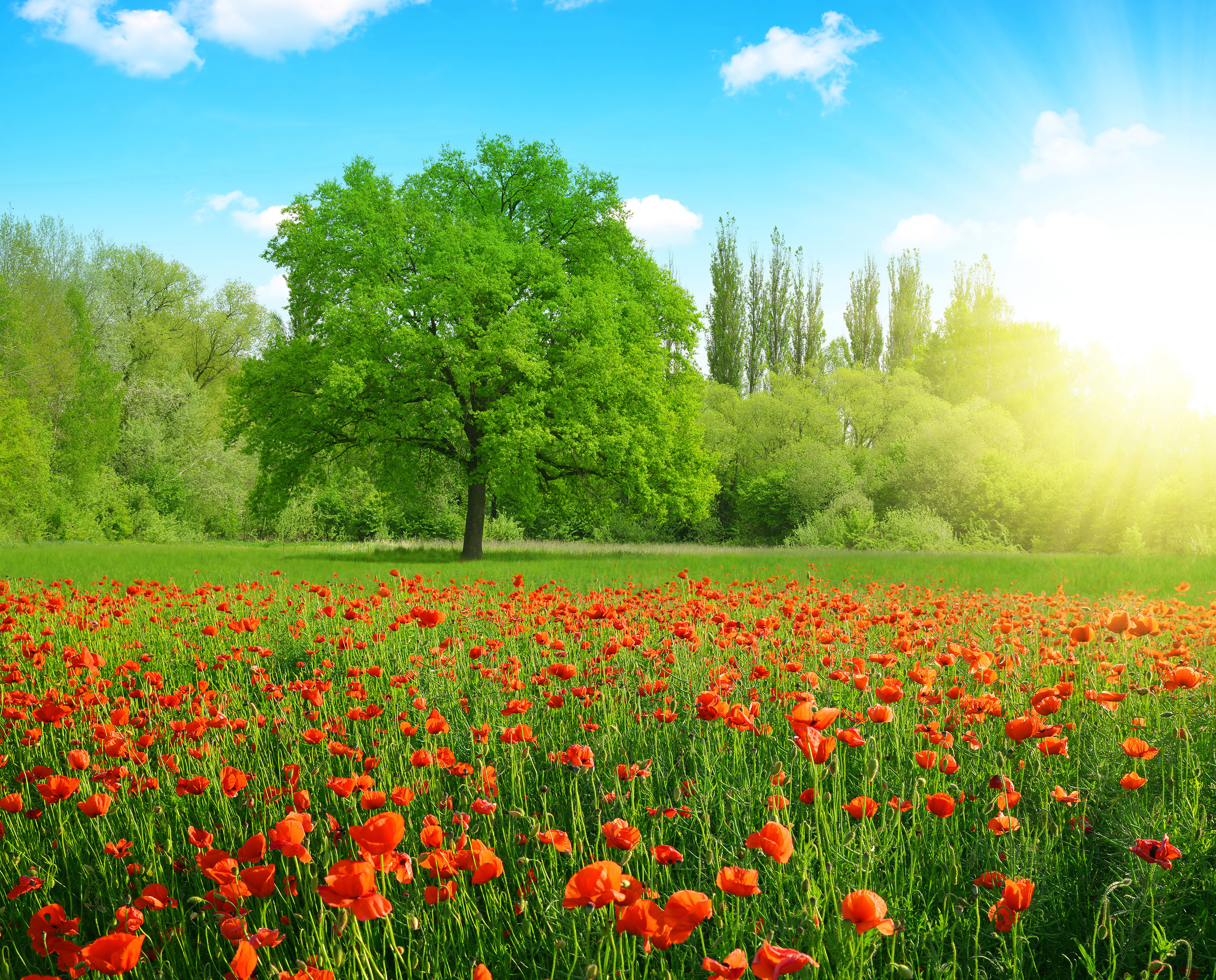 Free download wallpaper Nature, Flowers, Summer, Flower, Tree, Earth, Field, Poppy, Red Flower on your PC desktop
