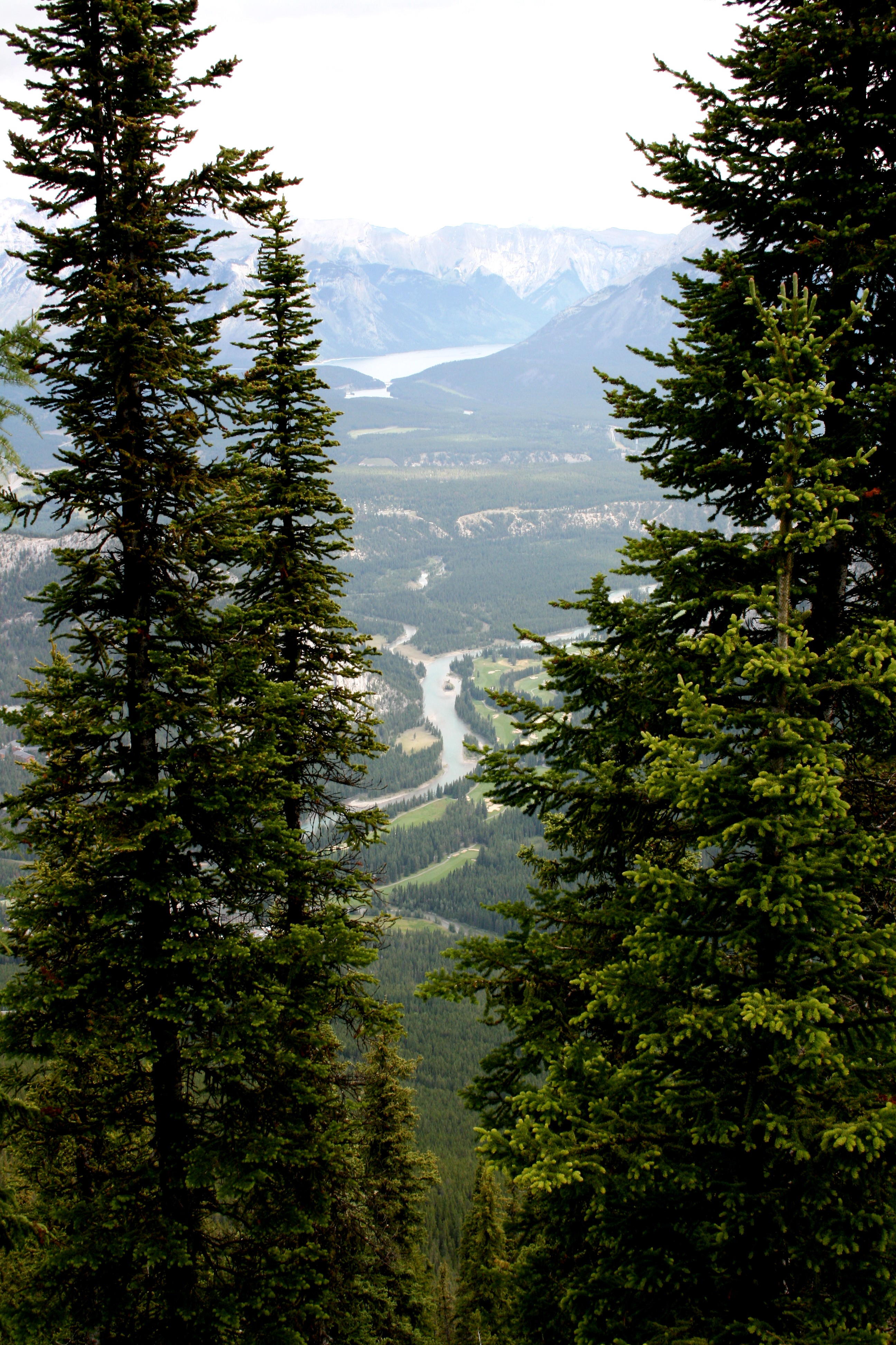 Download mobile wallpaper Fir, Spruce, Mountains, Branches, Rivers, Trees, Nature for free.