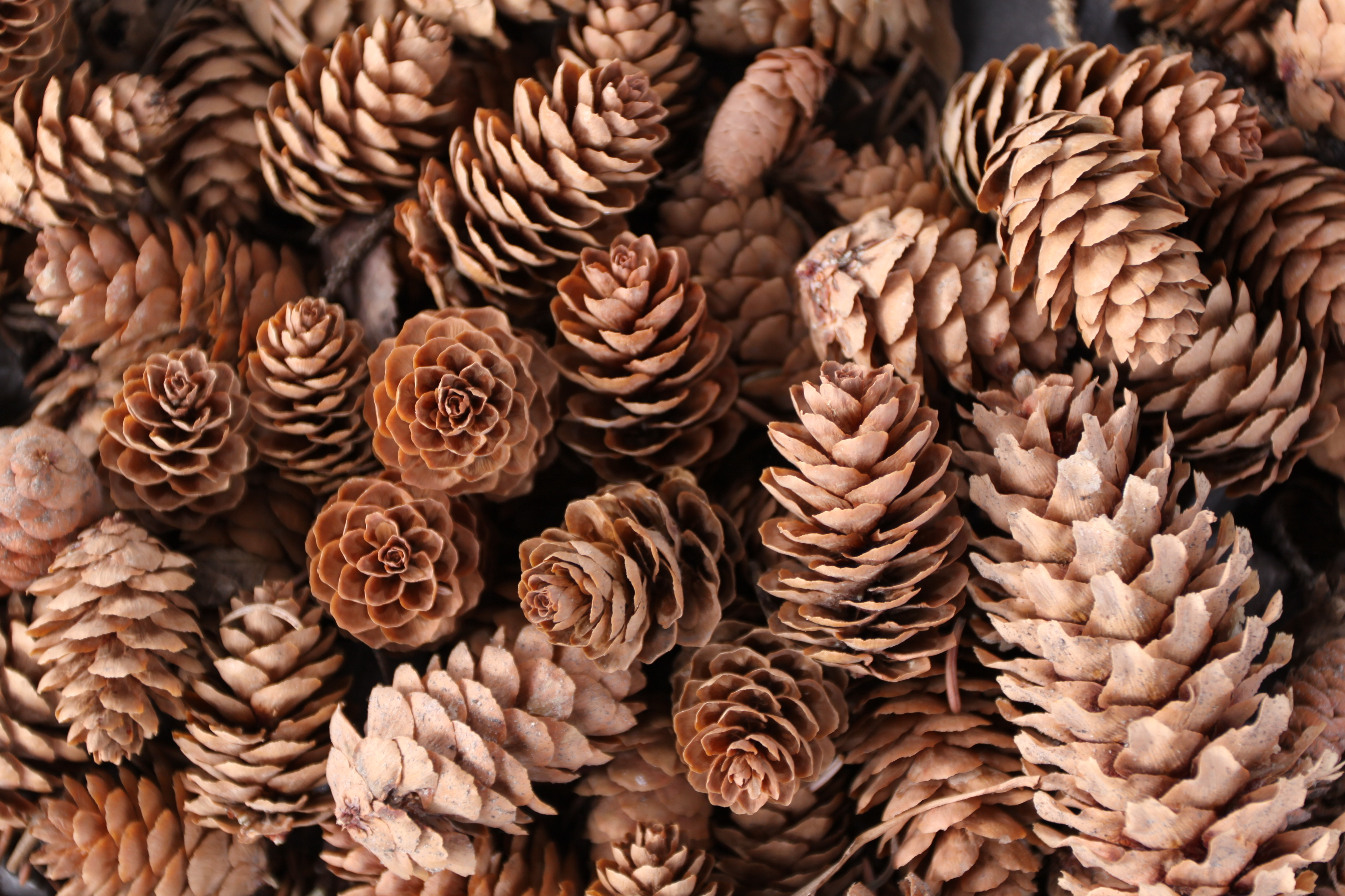 Download mobile wallpaper Nature, Macro, Earth, Pine Cone for free.