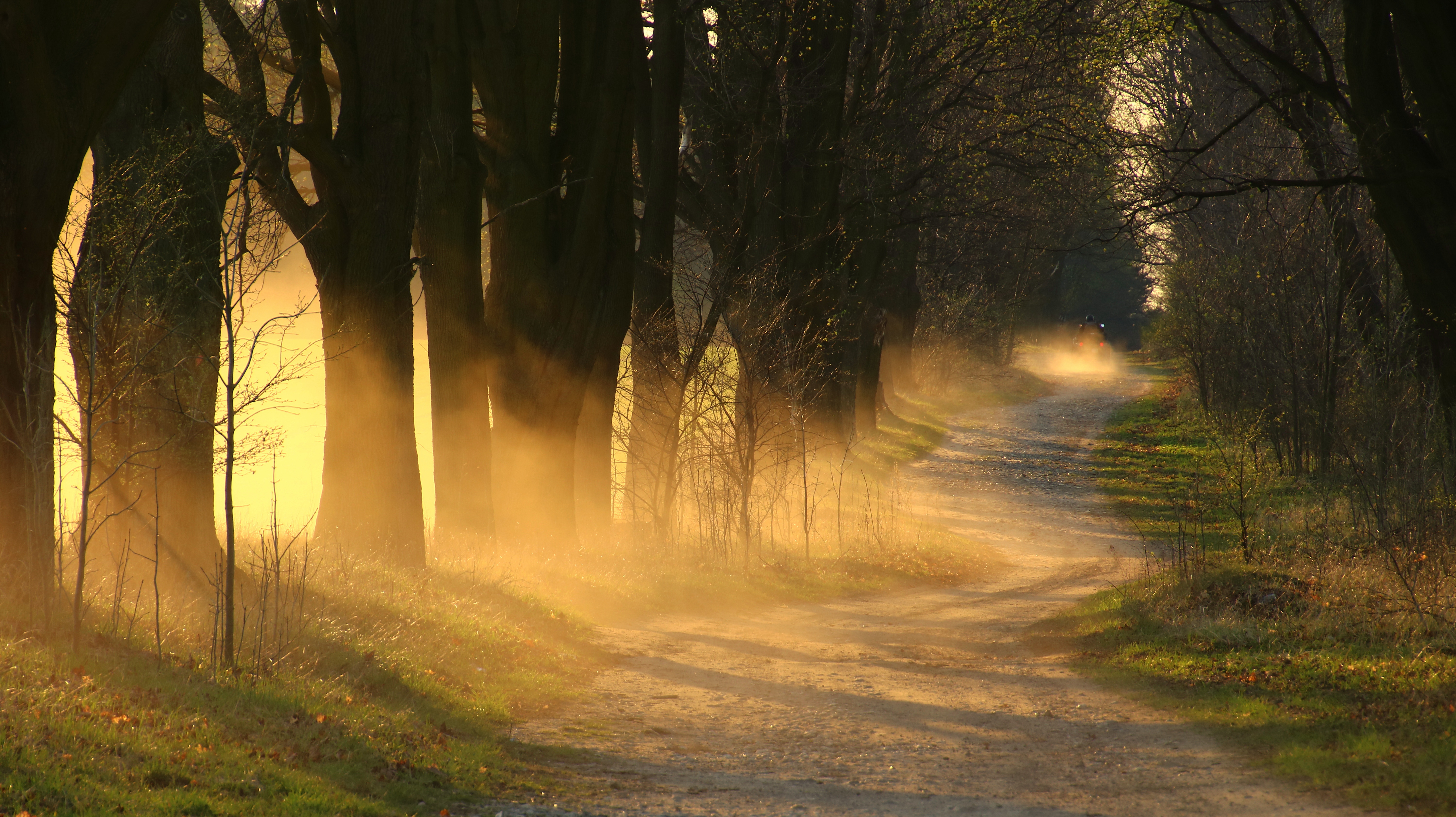 Free download wallpaper Nature, Tree, Fog, Earth, Dirt Road on your PC desktop