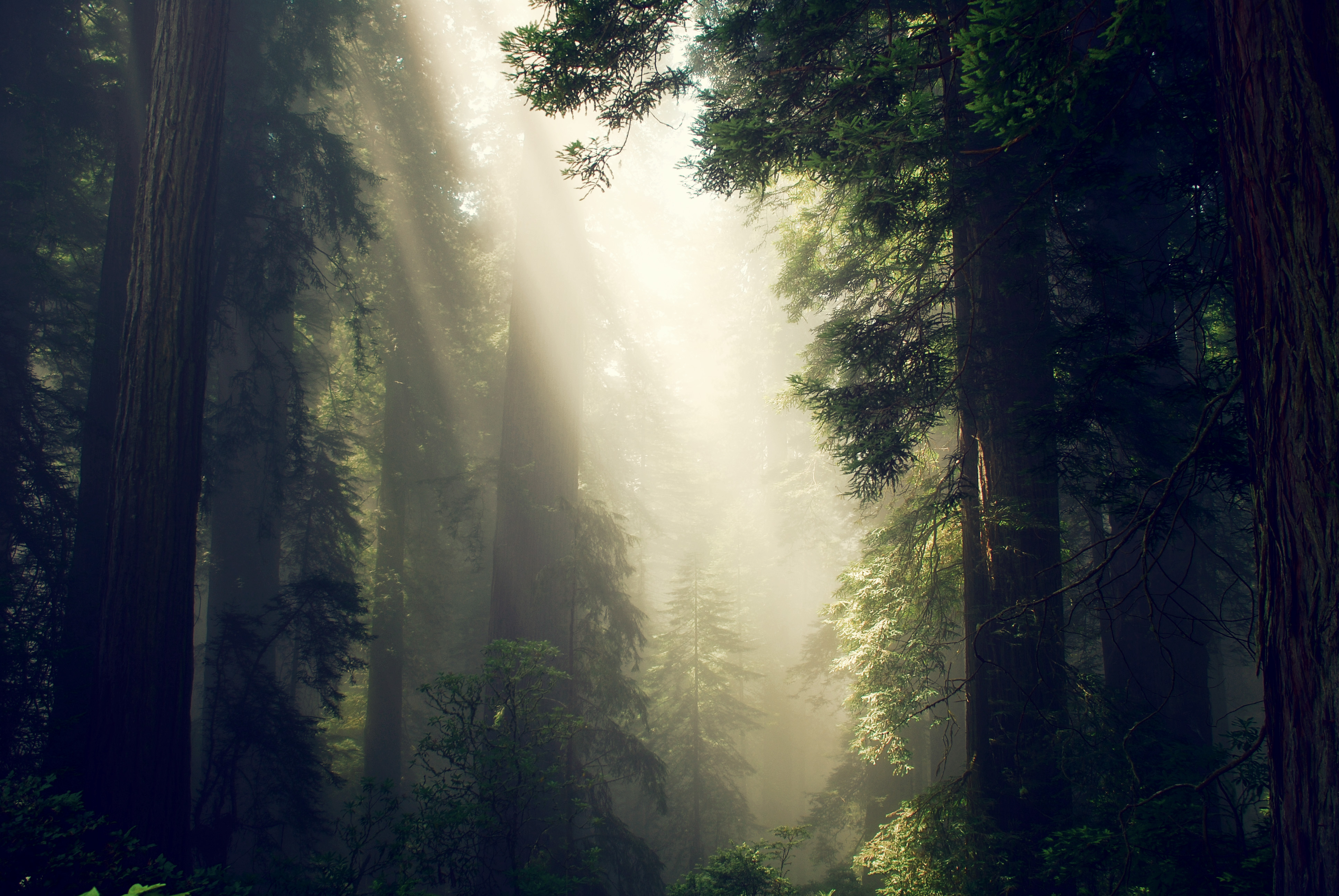 Laden Sie das Nebel, Sonnenlicht, Bäume, Wald, Natur-Bild kostenlos auf Ihren PC-Desktop herunter