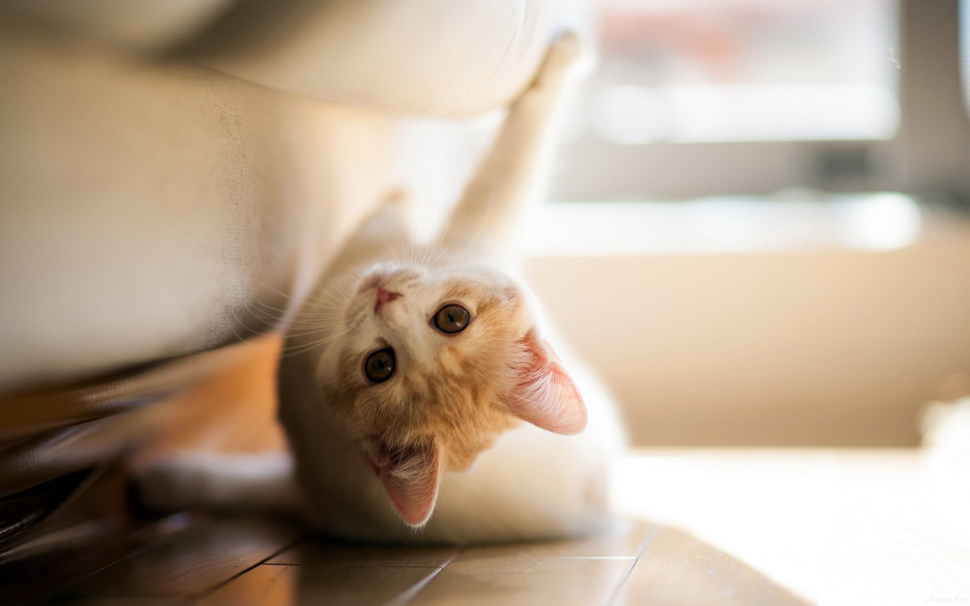 Téléchargez gratuitement l'image Animaux, Chat sur le bureau de votre PC