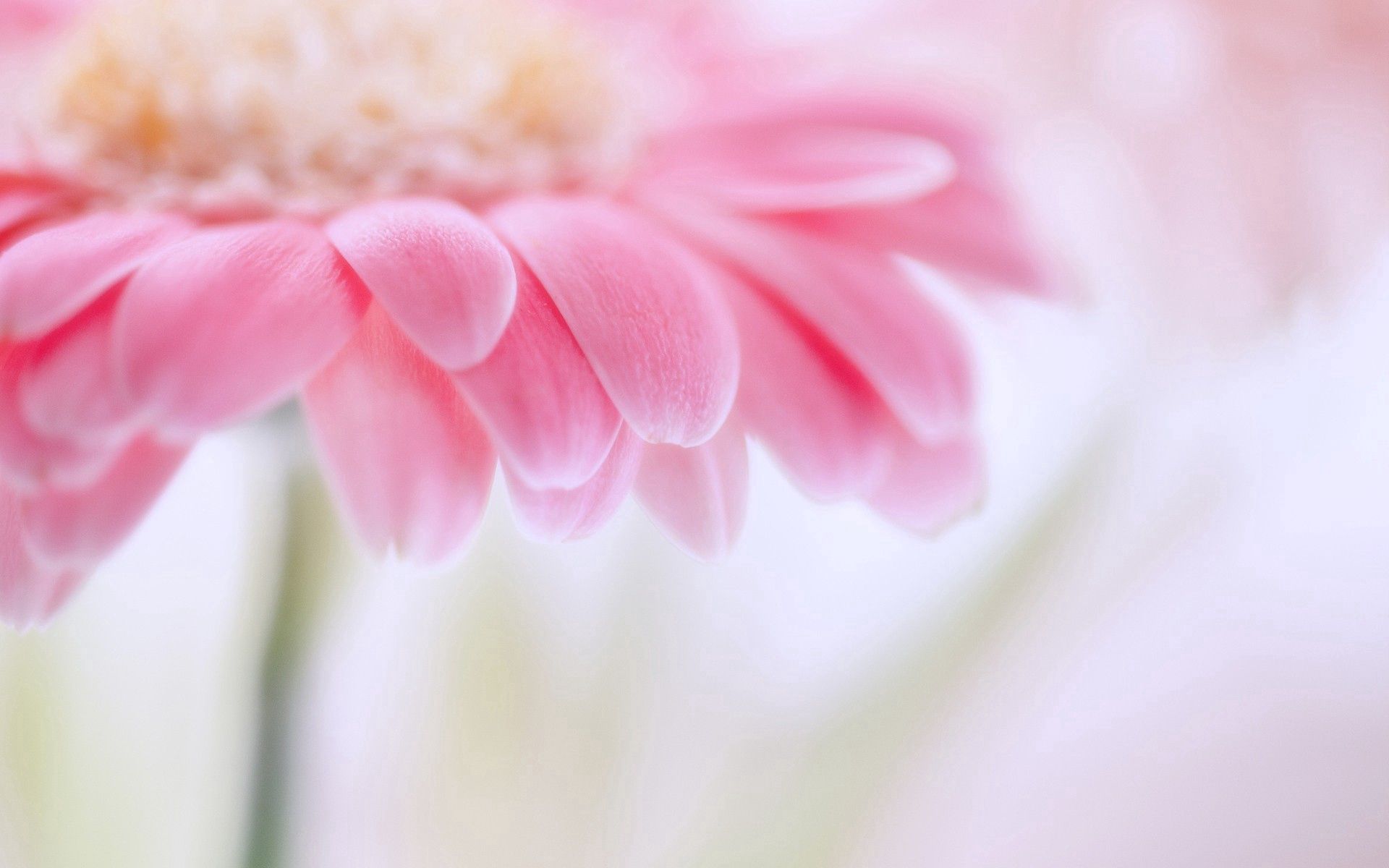 Laden Sie das Blume, Makro, Blütenblätter, Rosa, Scheinen, Licht-Bild kostenlos auf Ihren PC-Desktop herunter