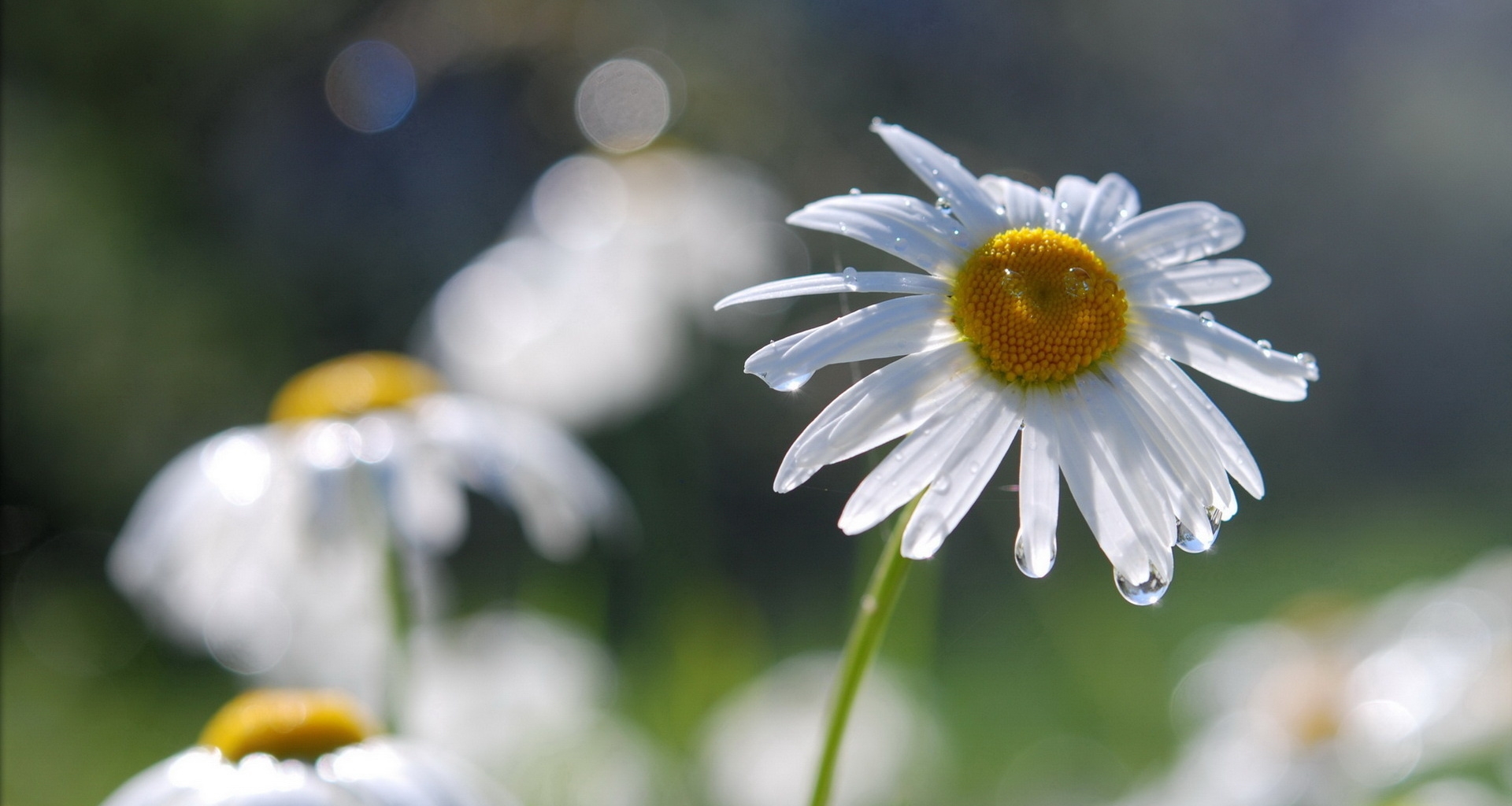 Free download wallpaper Nature, Flowers, Field, Camomile, Drops on your PC desktop