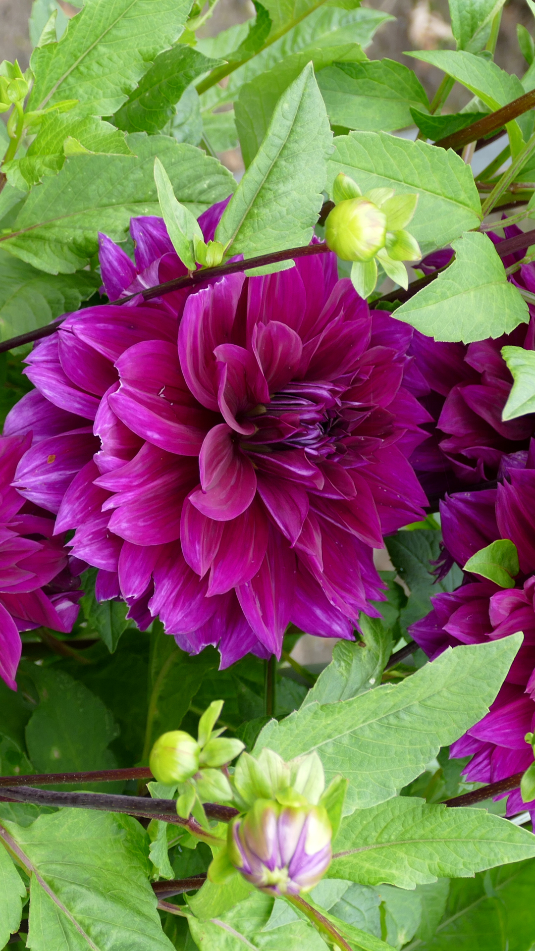 無料モバイル壁紙フラワーズ, 葉, 花, 地球, ダリア, 紫色の花をダウンロードします。