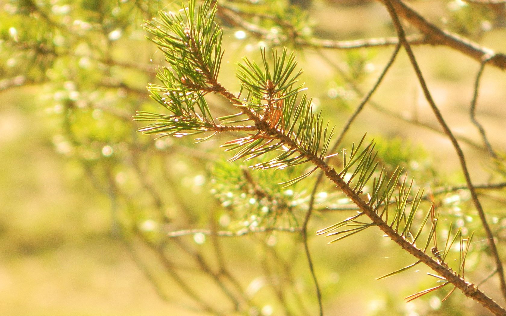 nature, needle, pine, macro, shine, light, branch, thorns, prickles, sunny Full HD