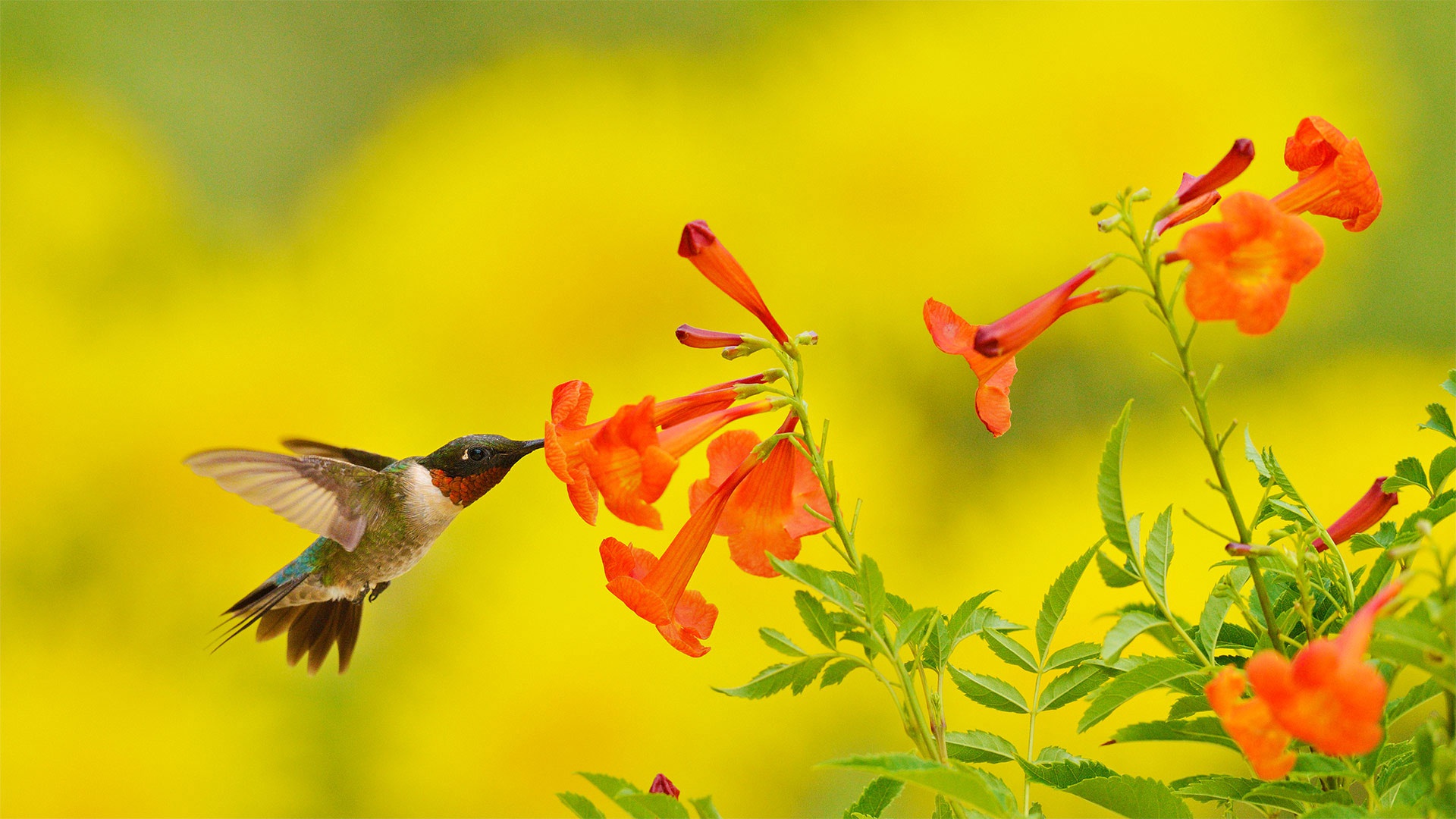Download mobile wallpaper Birds, Bird, Animal, Red Flower, Hummingbird for free.