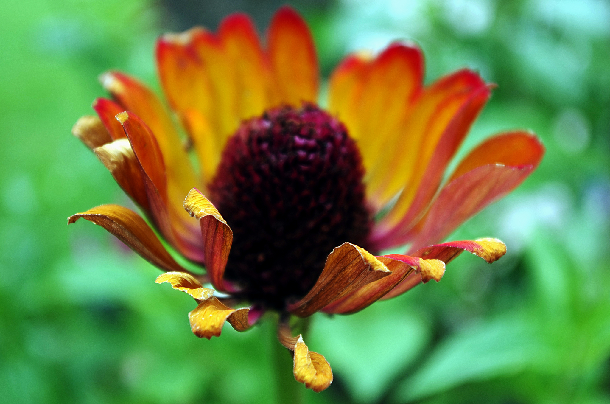 Descarga gratis la imagen Naturaleza, Flores, Flor, Tierra/naturaleza, Macrofotografía en el escritorio de tu PC