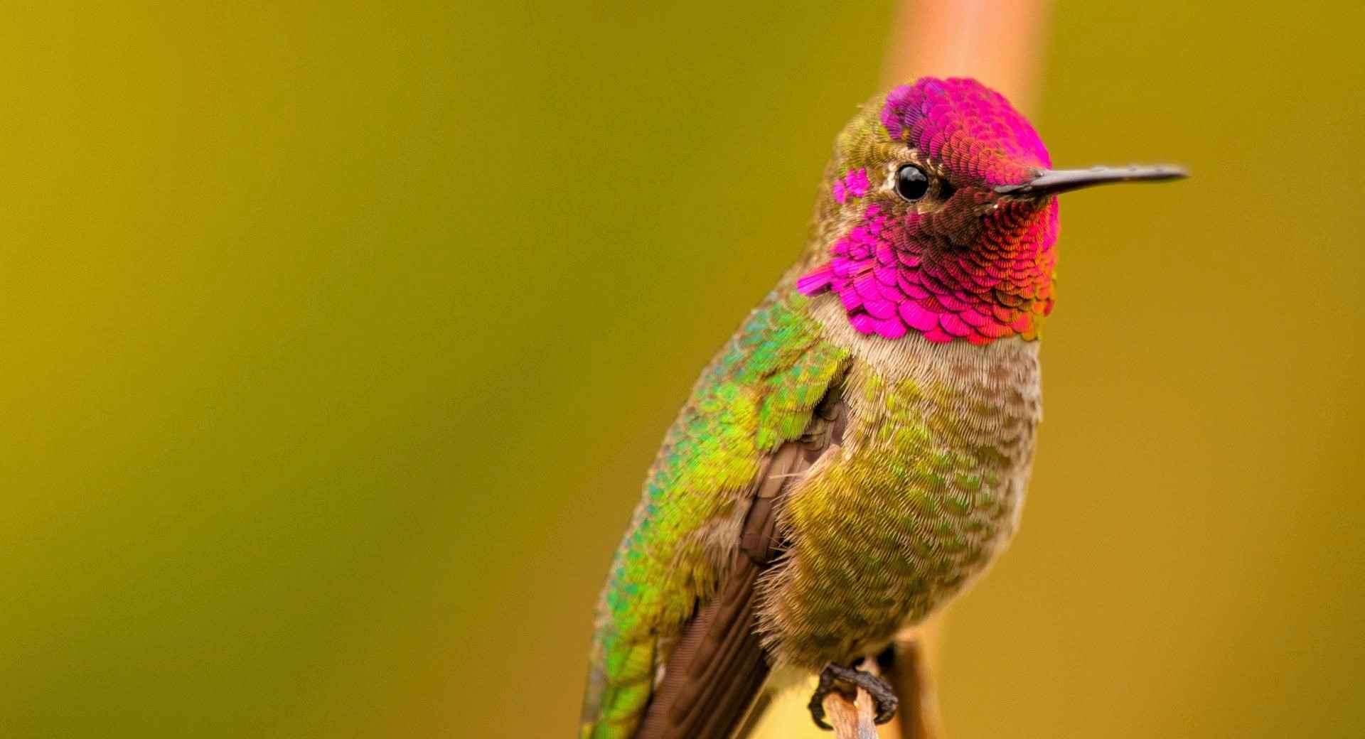 Baixe gratuitamente a imagem Animais, Aves, Beija Flor, Pássaro, Colorido na área de trabalho do seu PC