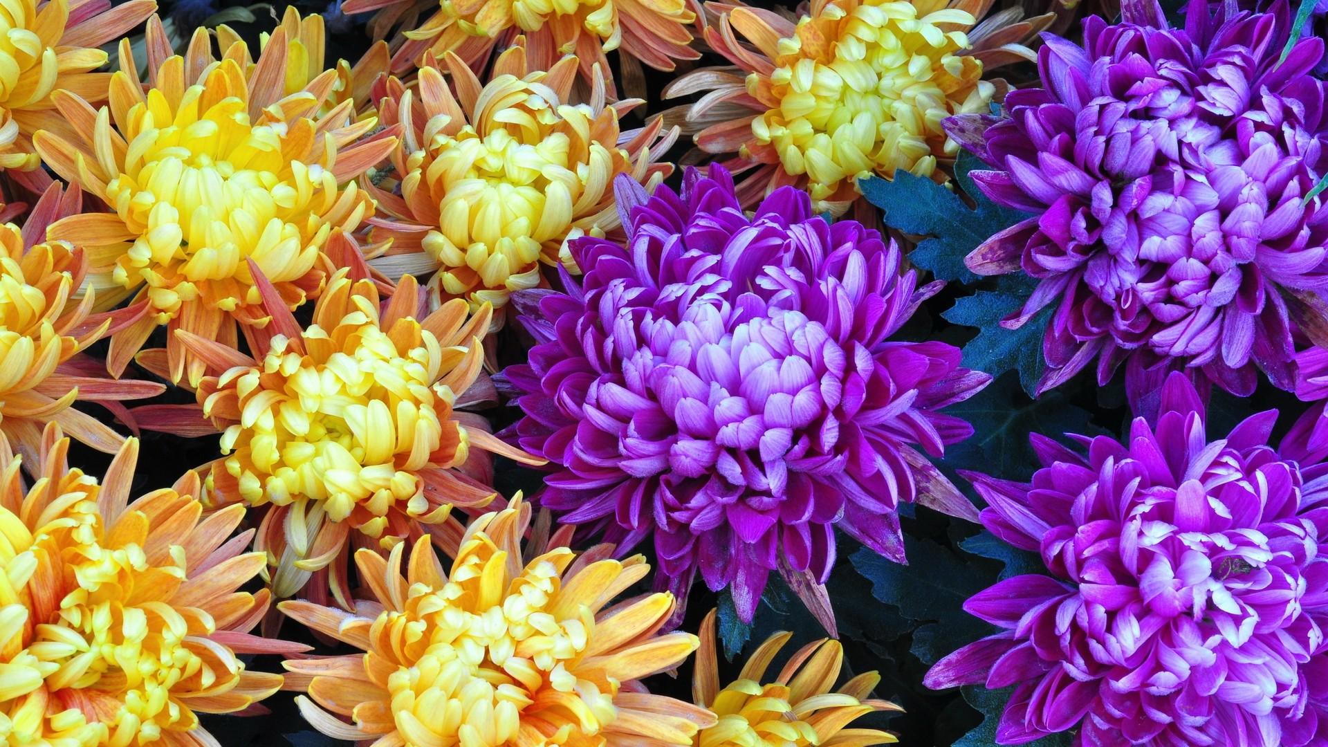 Free download wallpaper Flowers, Flower, Earth on your PC desktop