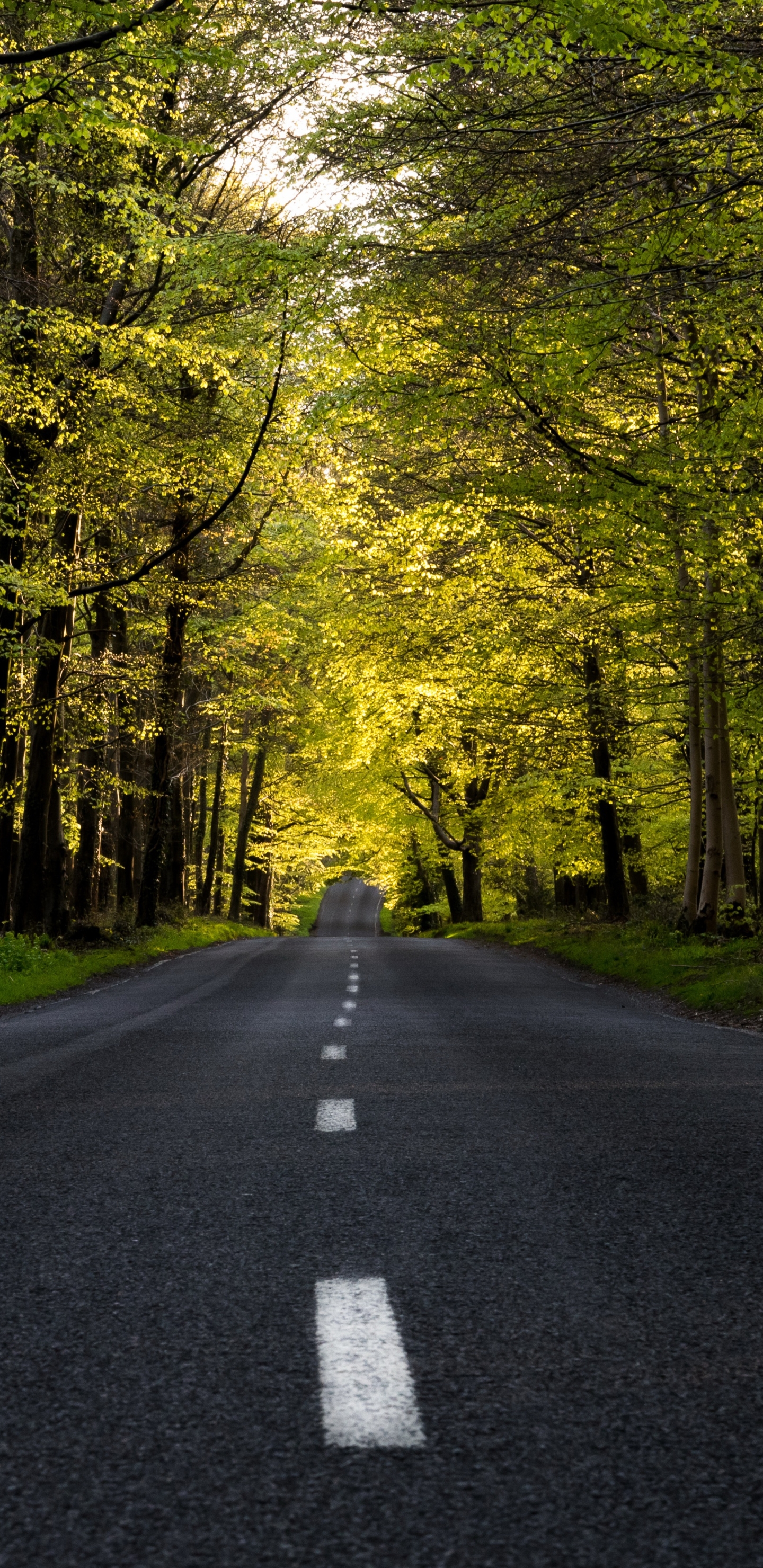 Download mobile wallpaper Nature, Road, Forest, Man Made for free.