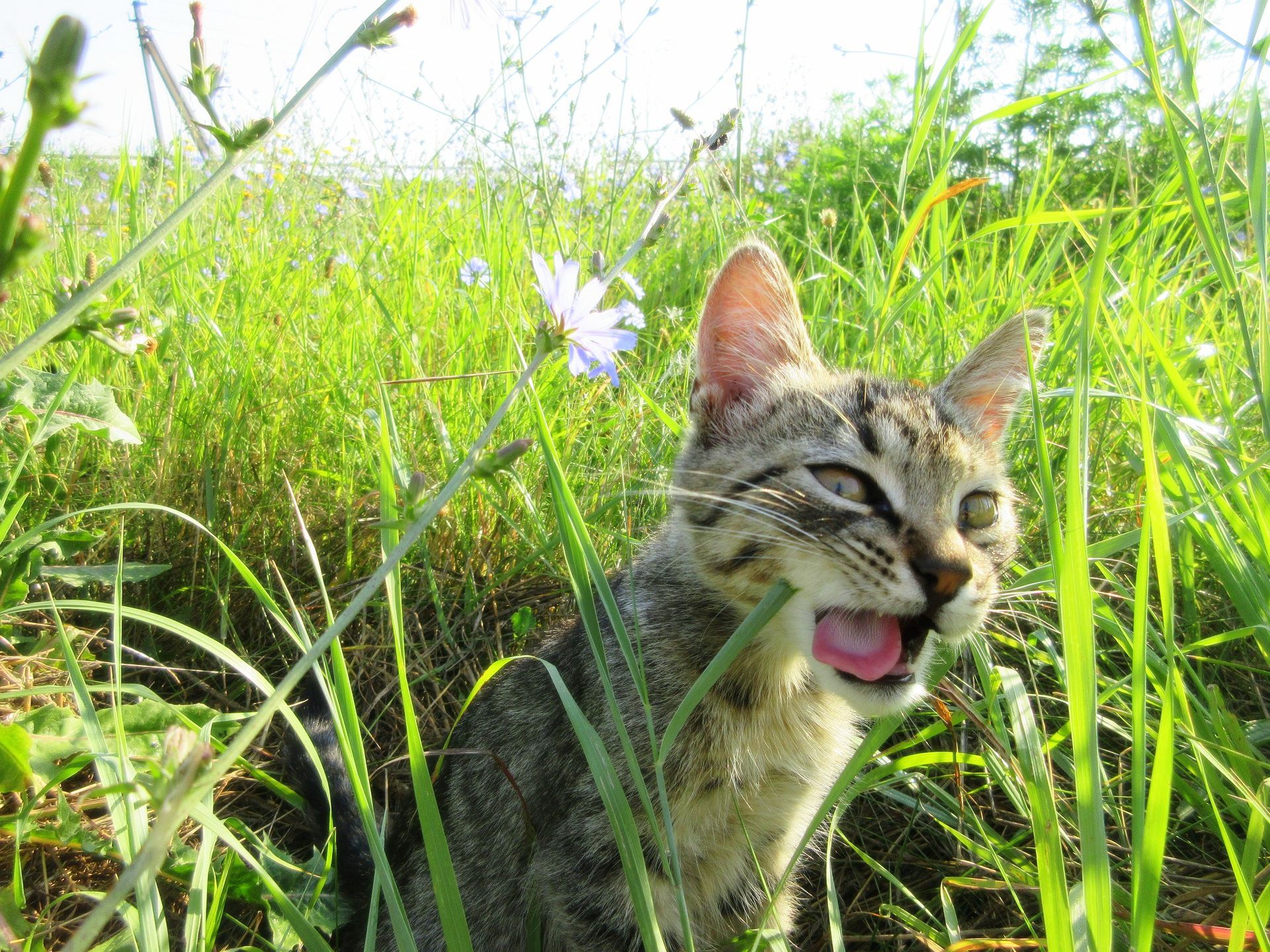 無料モバイル壁紙動物, ネコ, 猫をダウンロードします。