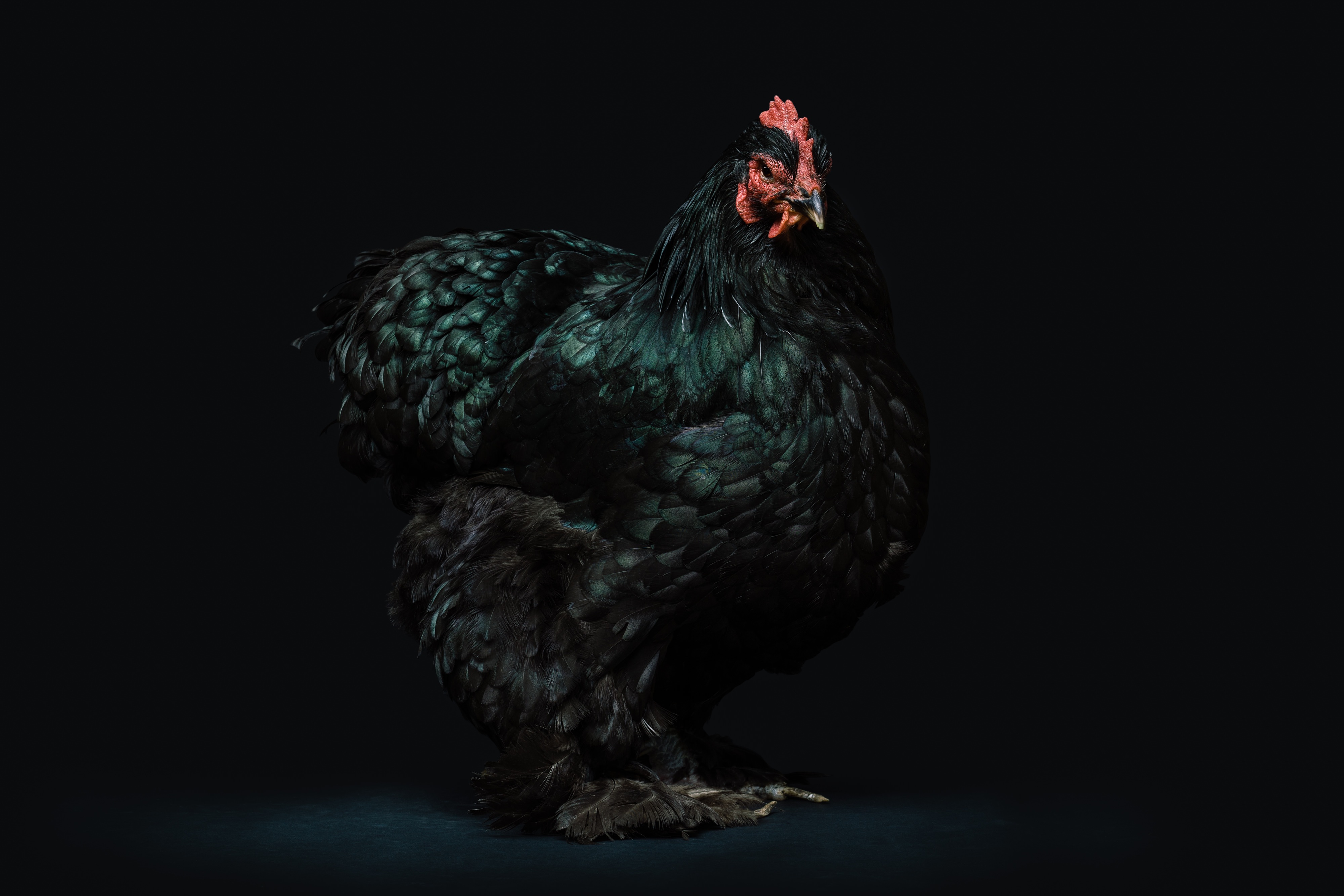 397956 descargar fondo de pantalla animales, gallo, ave, pollo, aves: protectores de pantalla e imágenes gratis