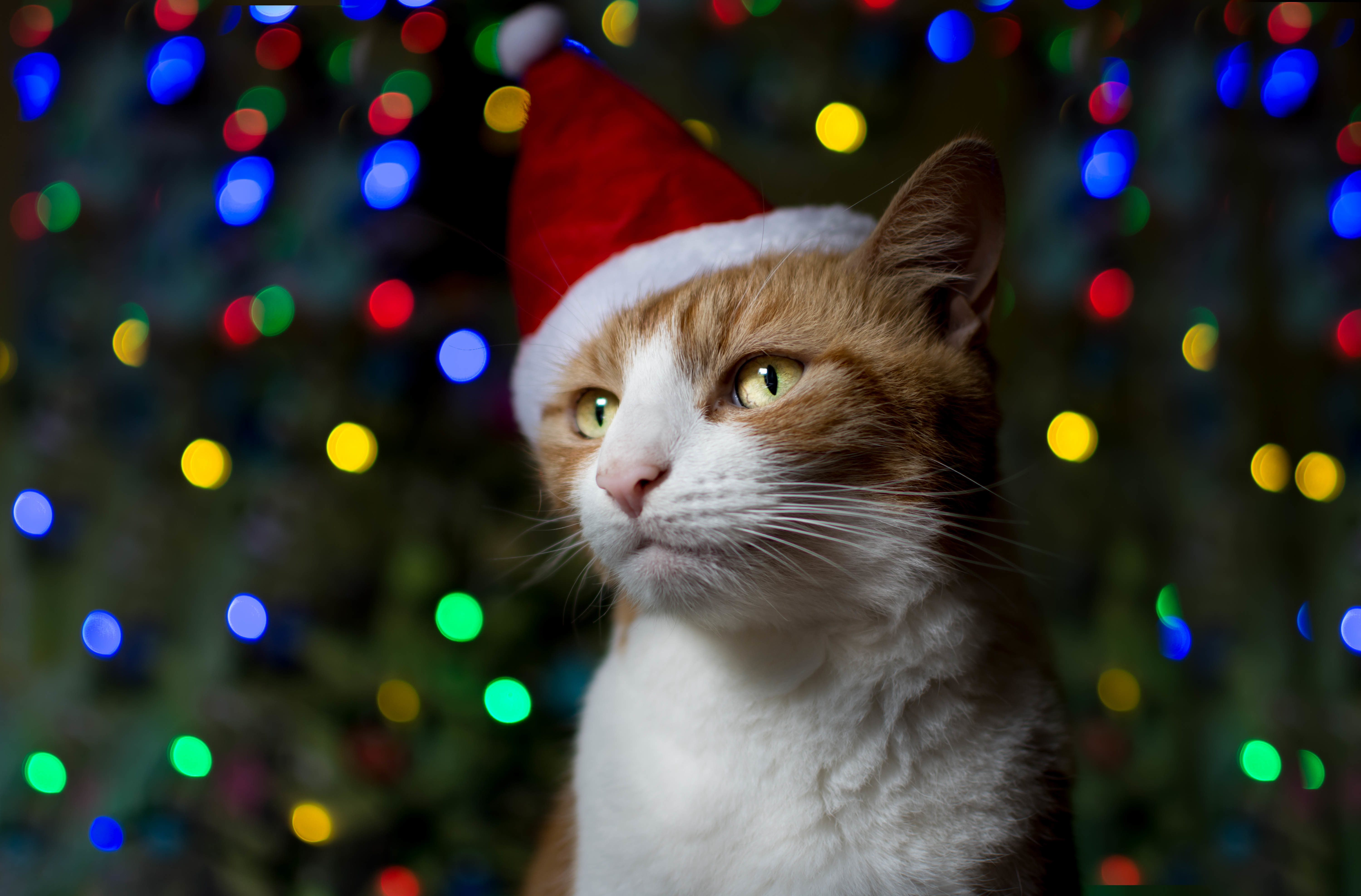 Handy-Wallpaper Tiere, Katzen, Katze, Bokeh, Weihnachtsmütze kostenlos herunterladen.