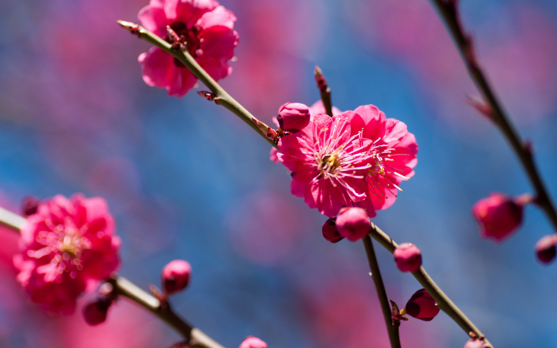 Download mobile wallpaper Flowers, Earth, Blossom for free.