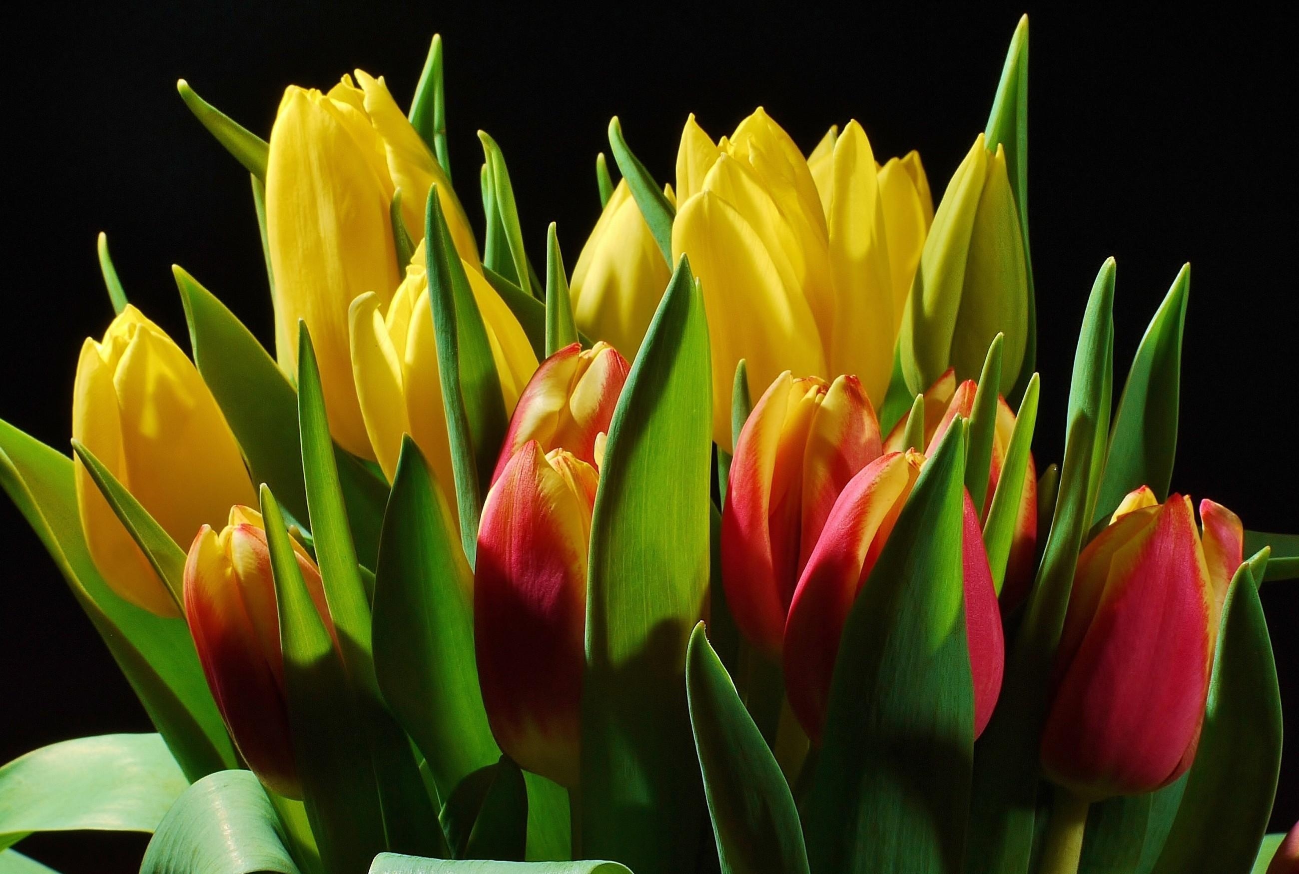 Download mobile wallpaper Bouquet, Buds, Shine, Light, Tulips, Flowers, Black Background for free.