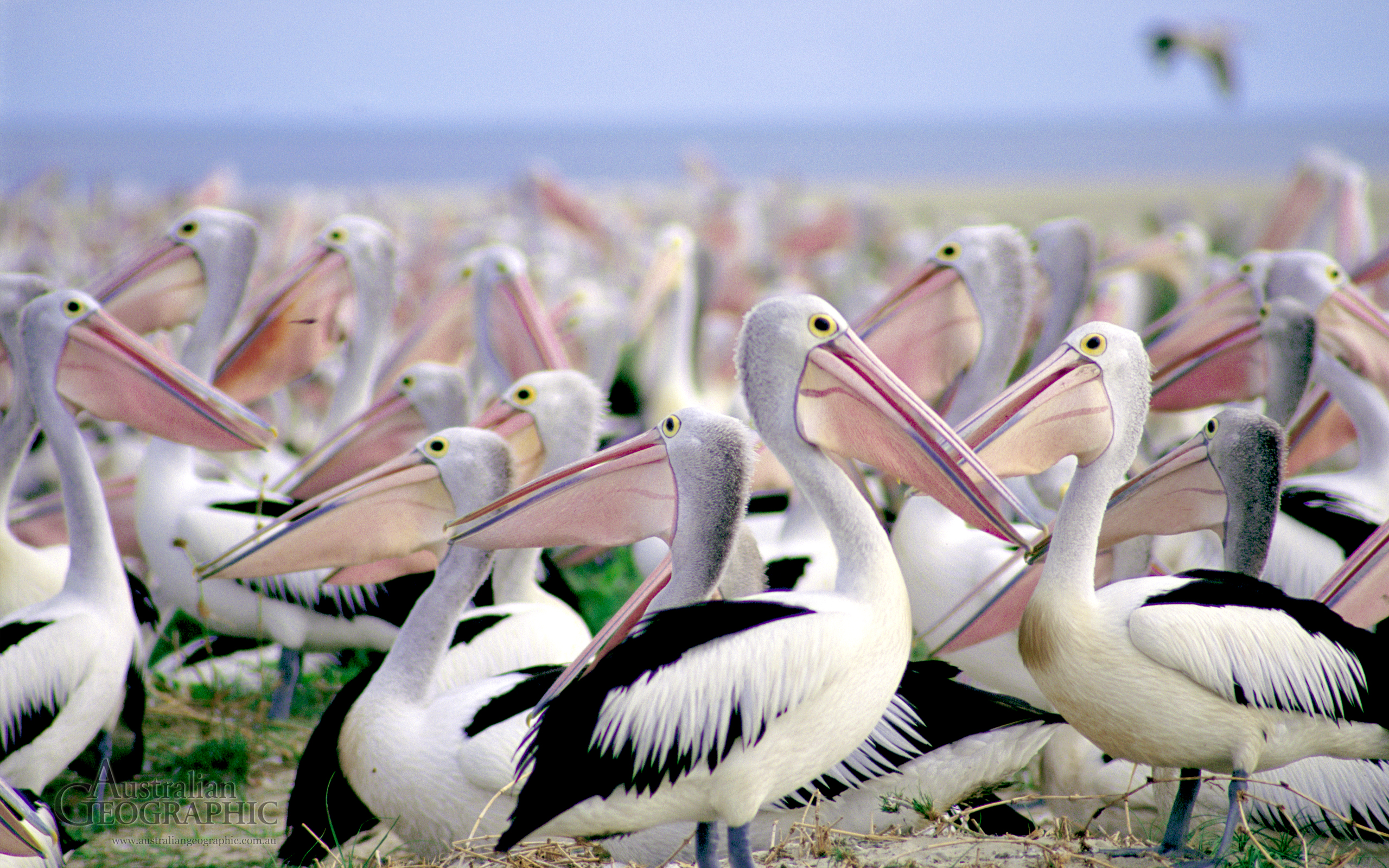 317240 Hintergrundbild herunterladen tiere, pelikan, vogel, vögel - Bildschirmschoner und Bilder kostenlos
