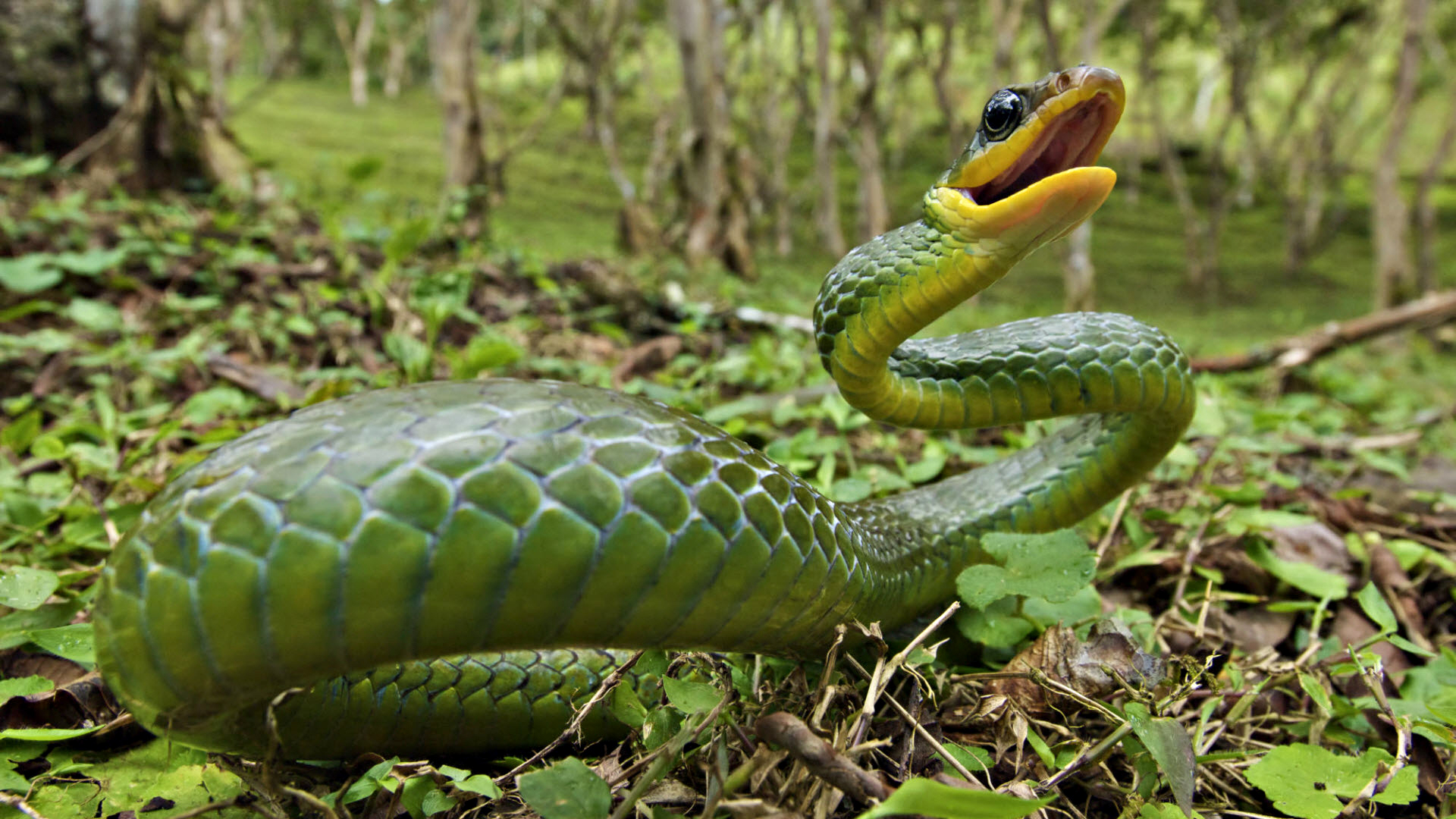 Download mobile wallpaper Animal, Snake, Reptiles for free.