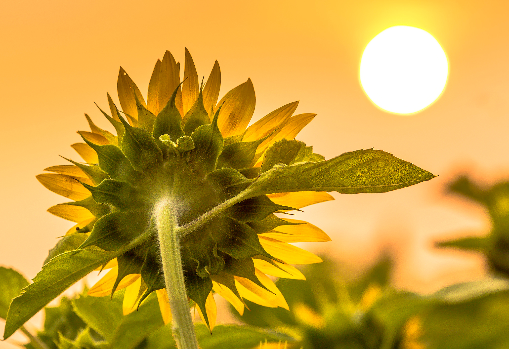 Laden Sie das Natur, Blumen, Blume, Makro, Bokeh, Sonnenblume, Gelbe Blume, Sonne, Erde/natur-Bild kostenlos auf Ihren PC-Desktop herunter