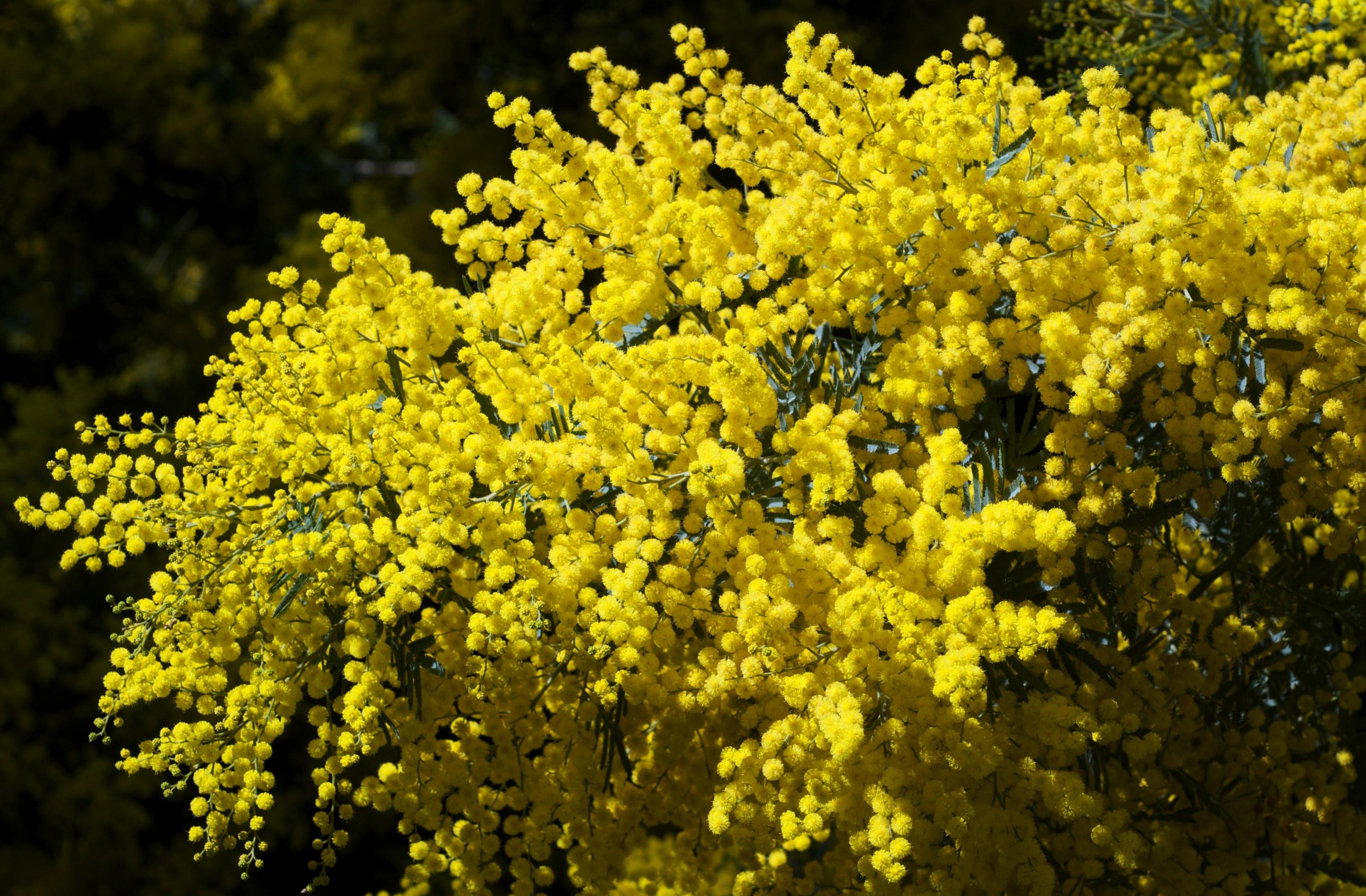 flowers, bush, bright, fluffy, branches, spring, mimosa