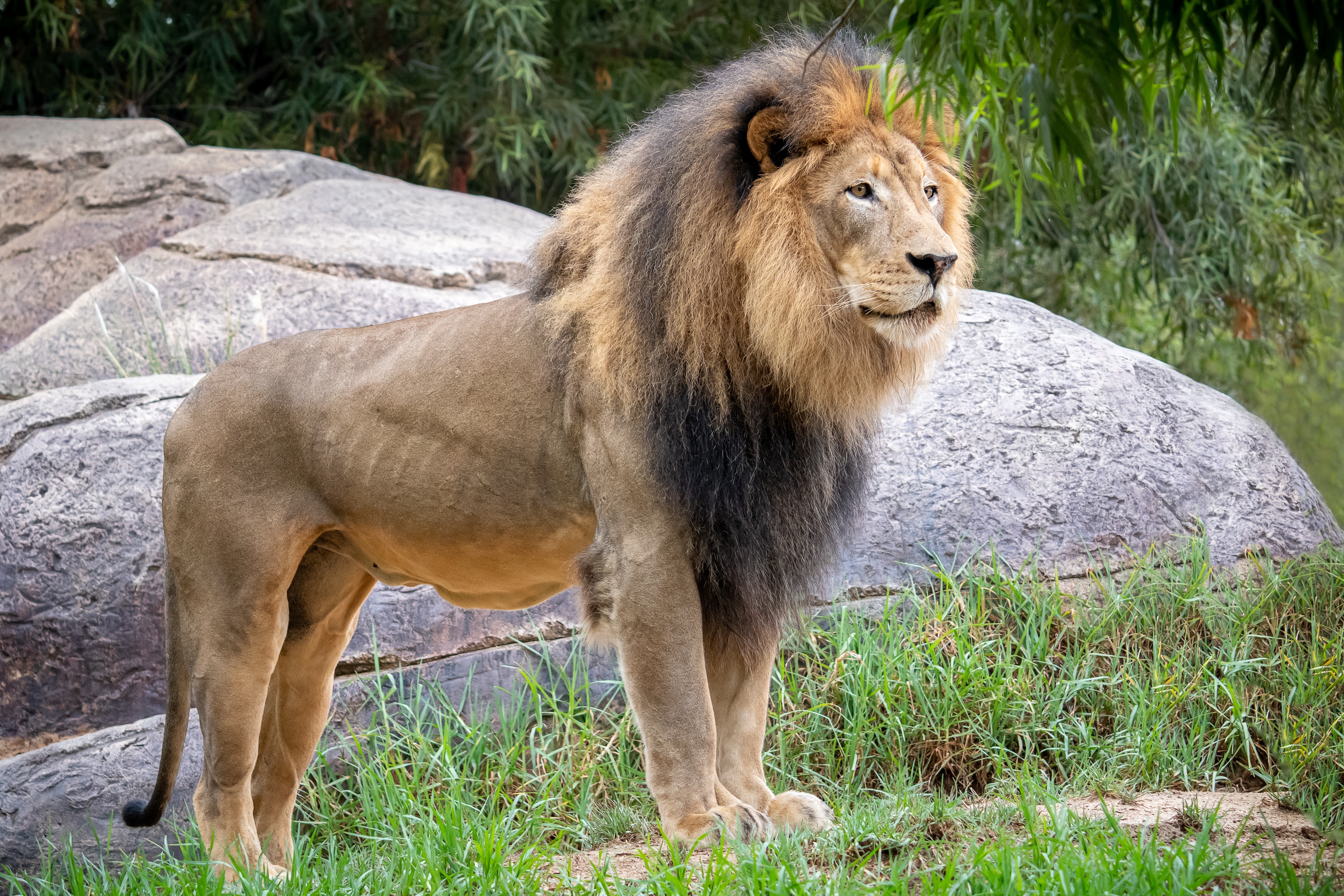 Téléchargez des papiers peints mobile Lion, Chats, Animaux gratuitement.