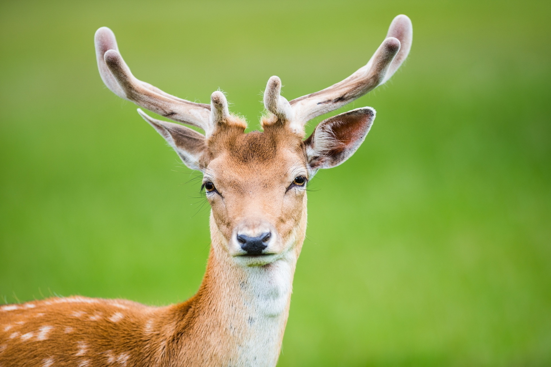 spotted, animals, spotty, deer, horns Full HD