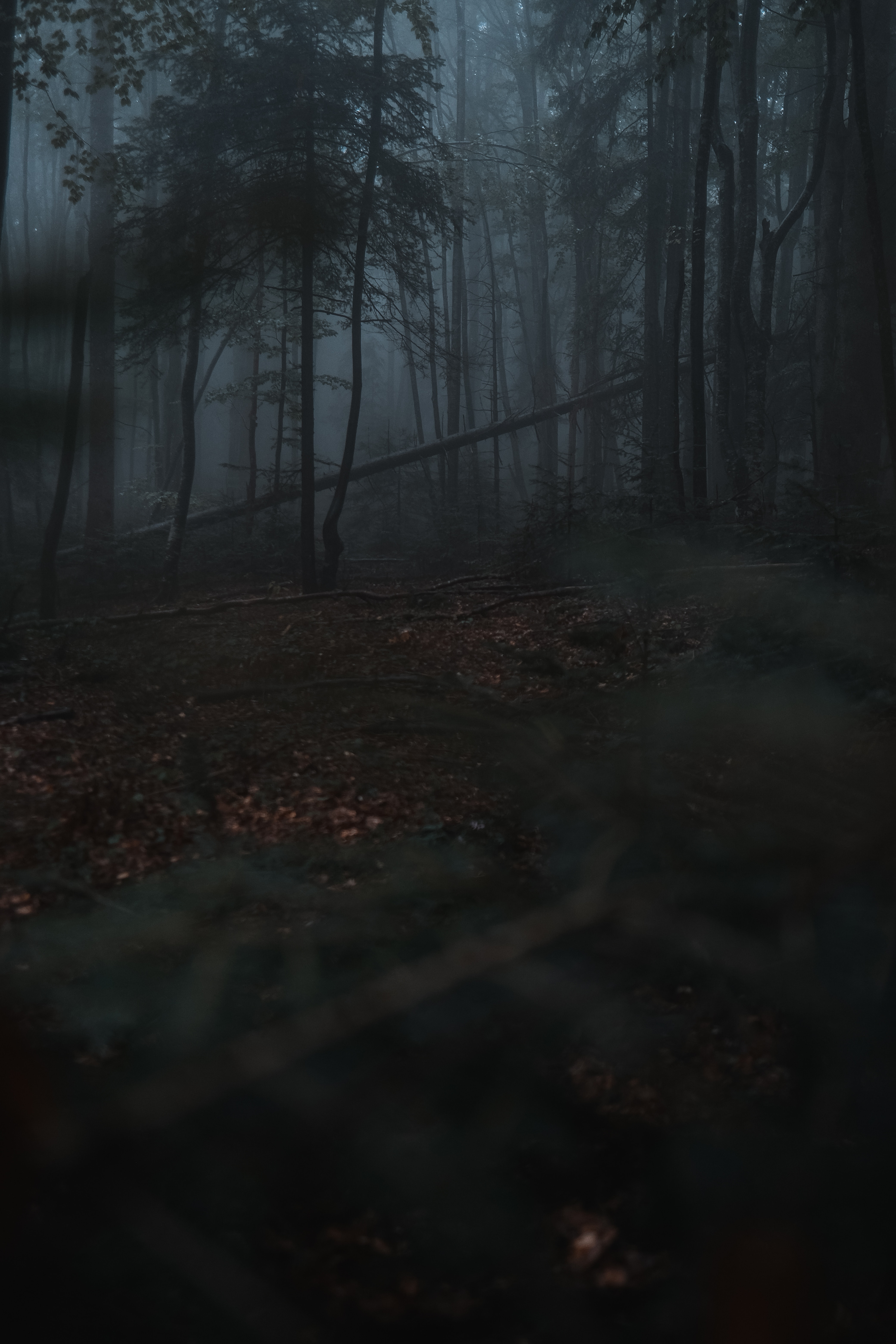 forest, nature, gloomy, trees, dark, fog phone background