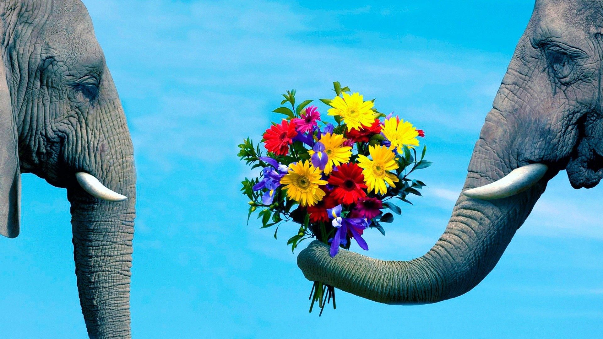 86802 скачать обои романтика, забота, цветы, пара, животные, слон, хобот - заставки и картинки бесплатно
