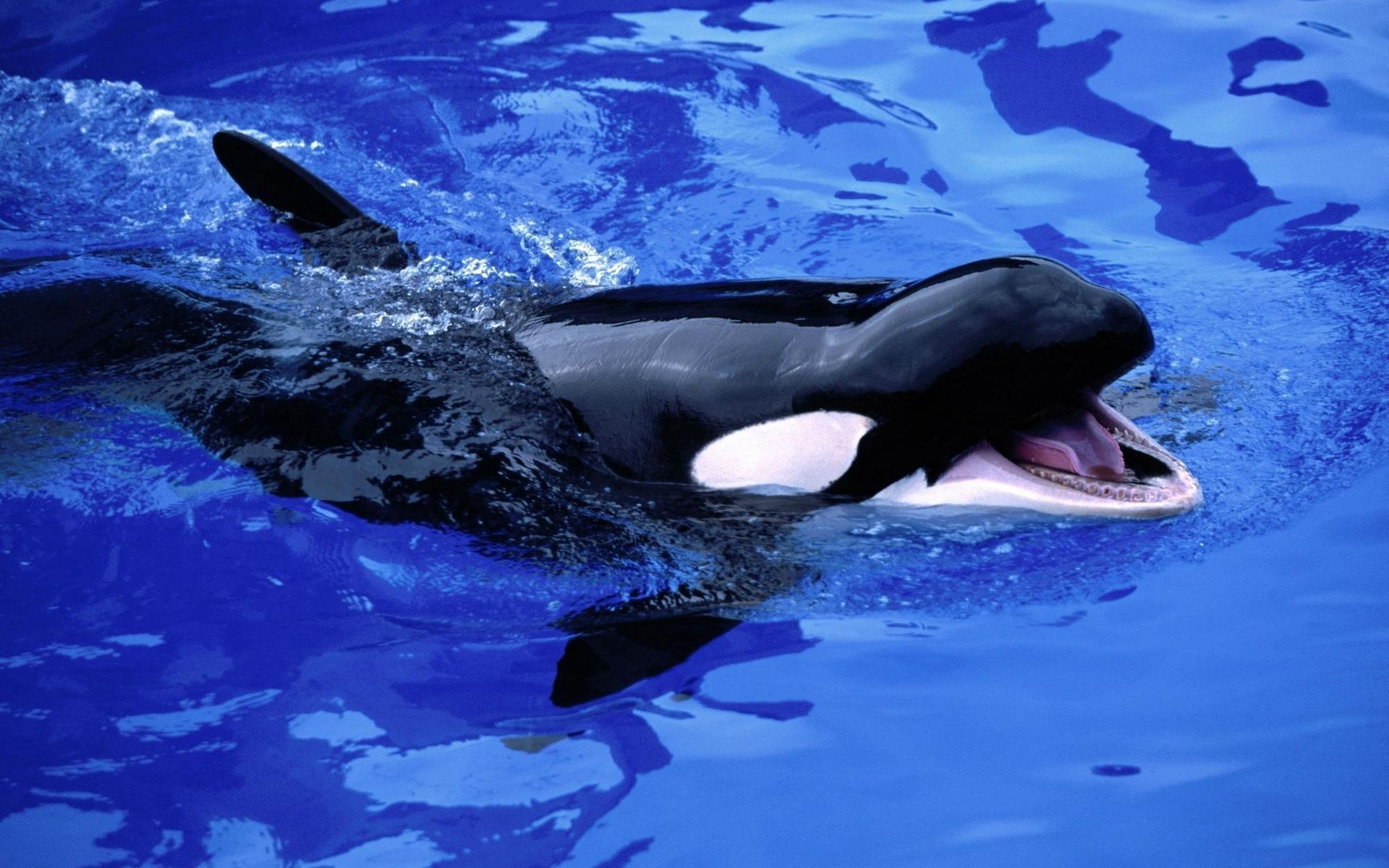144629 descargar fondo de pantalla orca, animales, agua, mar, ballena, kitenok, el gatito: protectores de pantalla e imágenes gratis