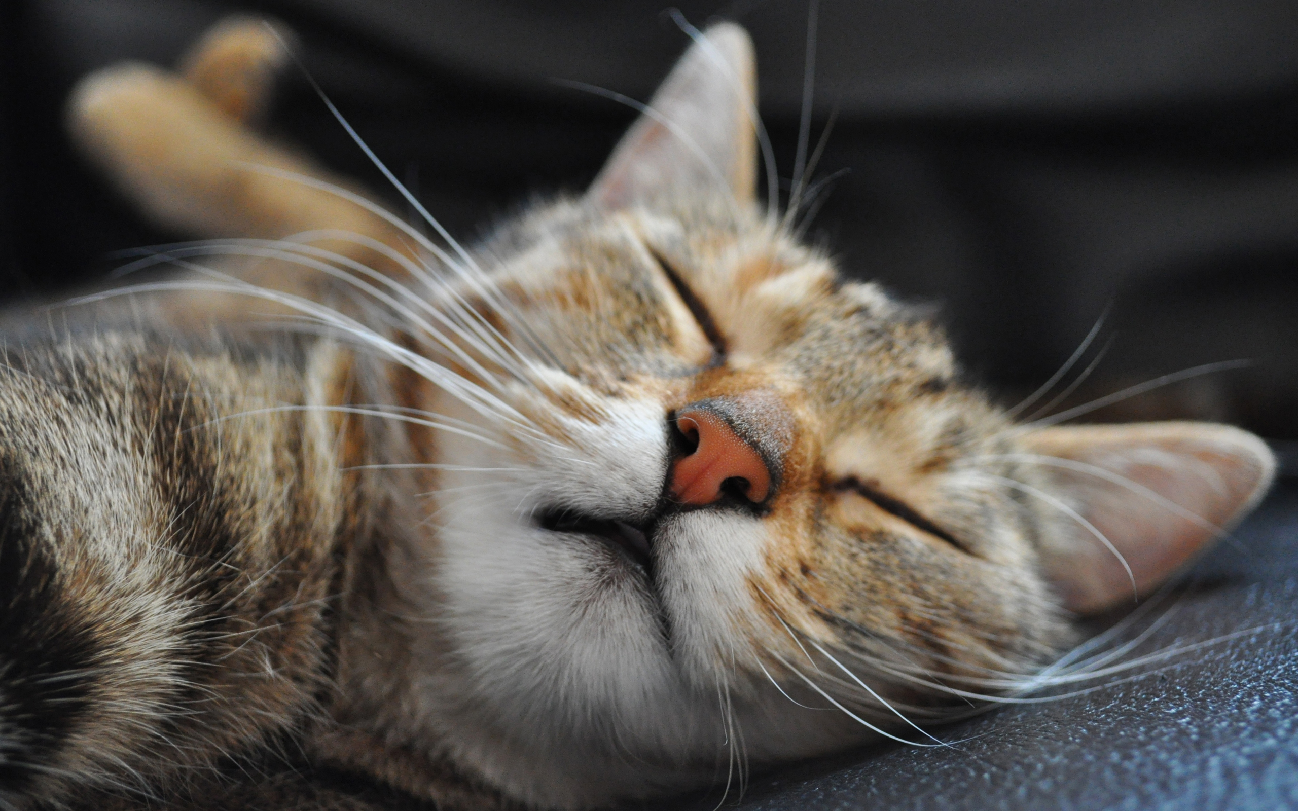 Téléchargez des papiers peints mobile Animaux, Chat gratuitement.